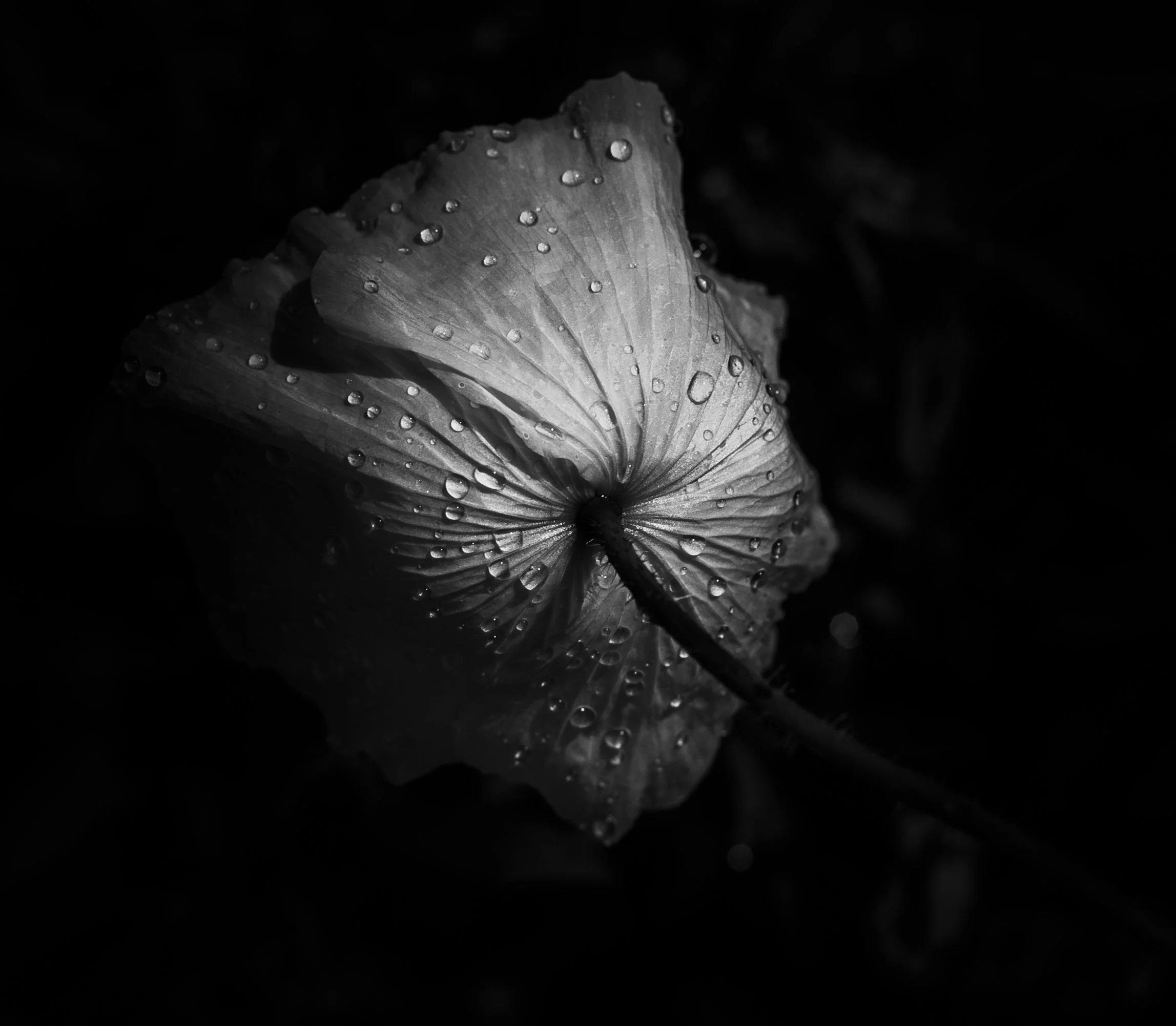 Close-up of a flower with water droplets on its petals, in black and white.