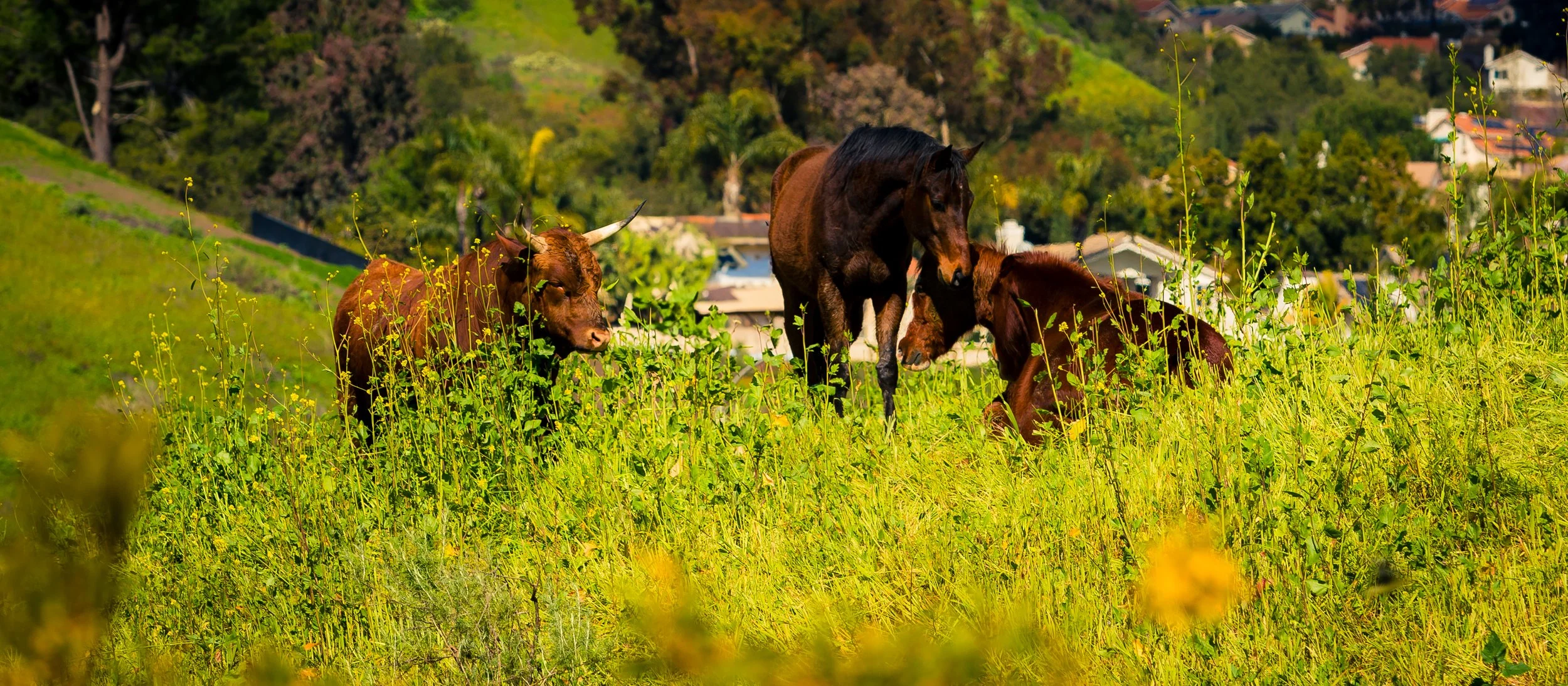 A brown cow with horns, a black horse, and a small brown foal lying in a grassy field with yellow flowers, with houses and trees in the background.
