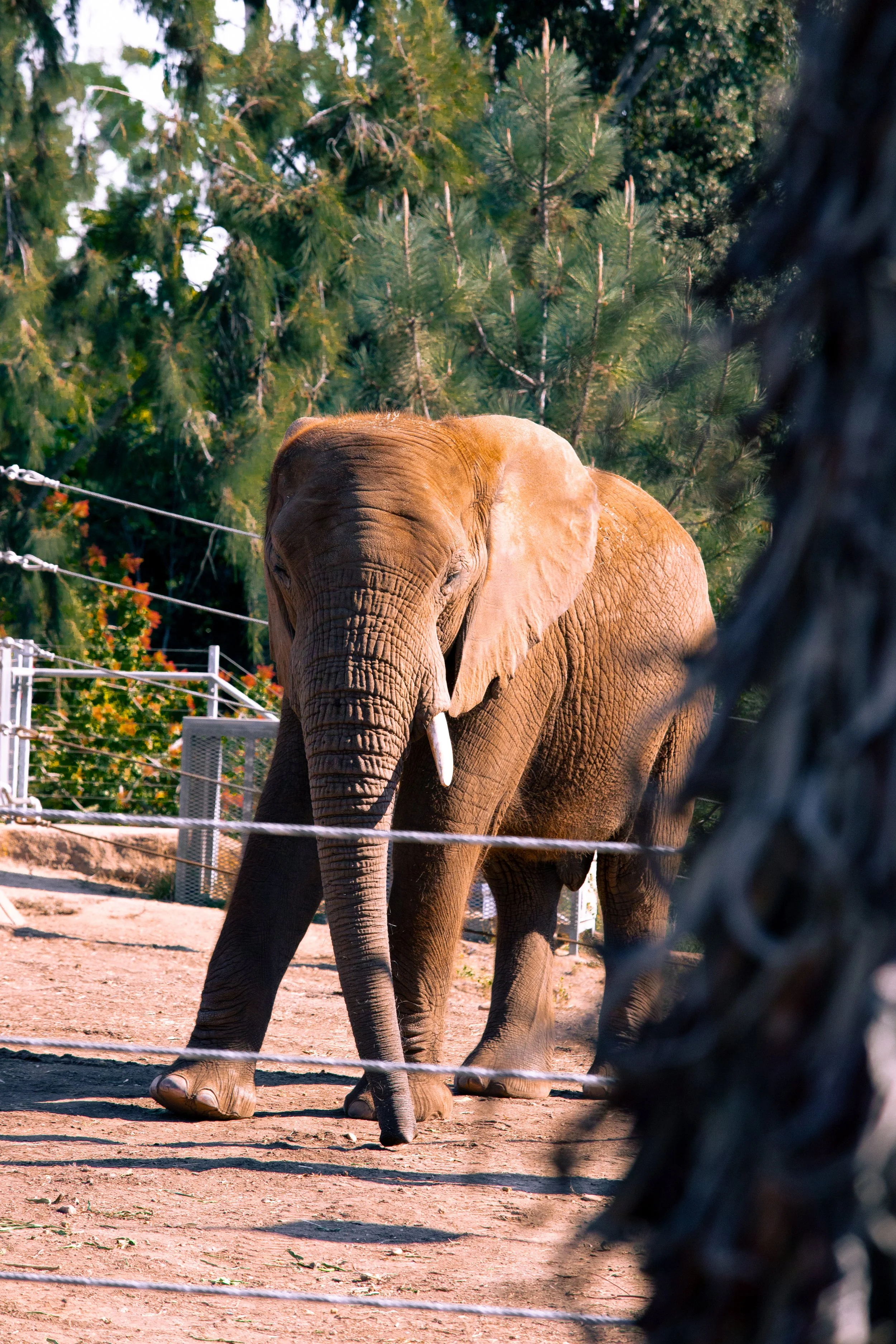 An elephant walking in a zoo enclosure with trees in the background, viewed through a wire fence.
