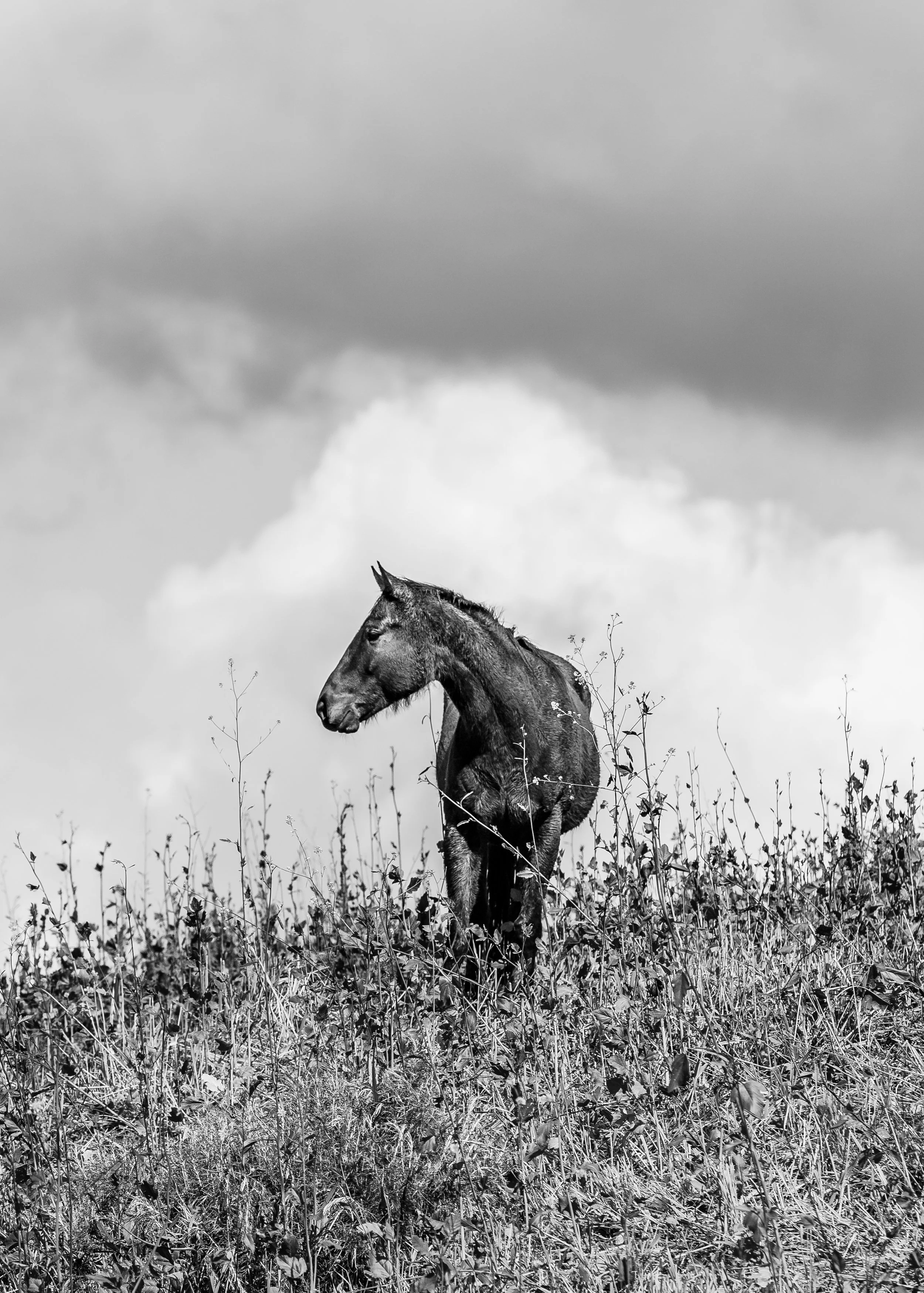 Black and white photo of a solitary horse standing in a grassy field under a cloudy sky.
