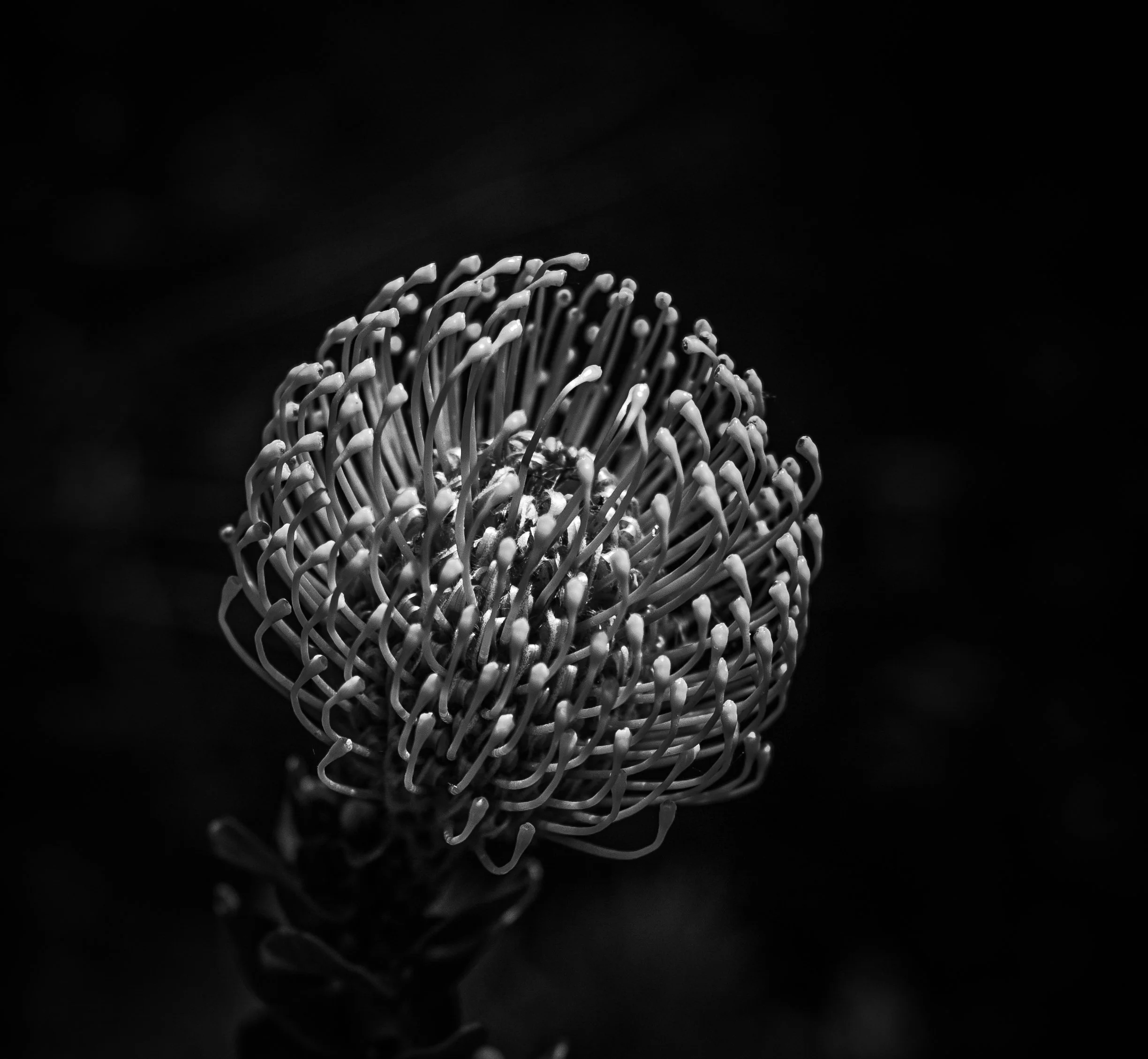 Close-up of a single exotic flower with long, thin, curling petals or filaments against a dark background.