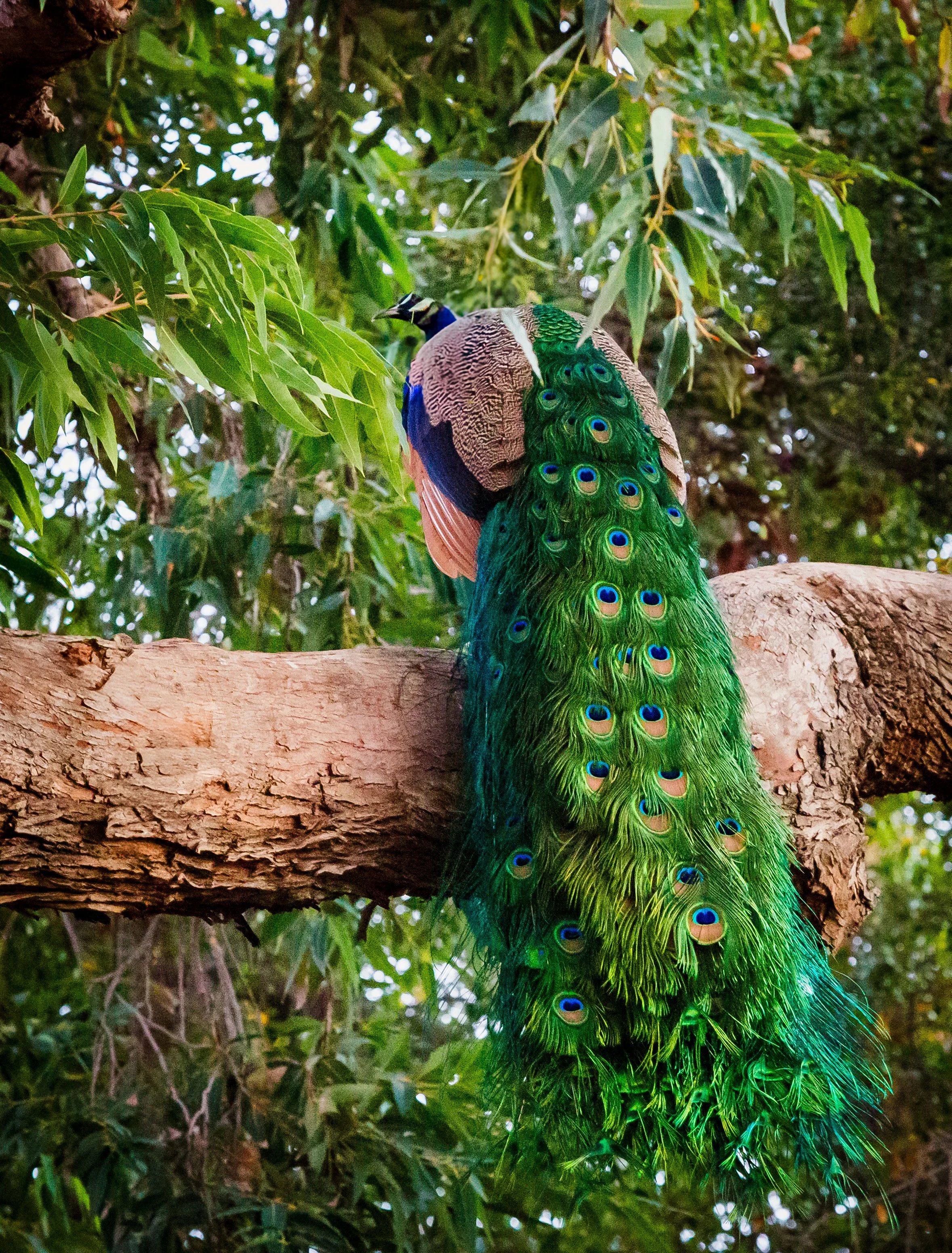 Colorful peacock with long, iridescent tail feathers perched on a tree branch surrounded by green leaves.
