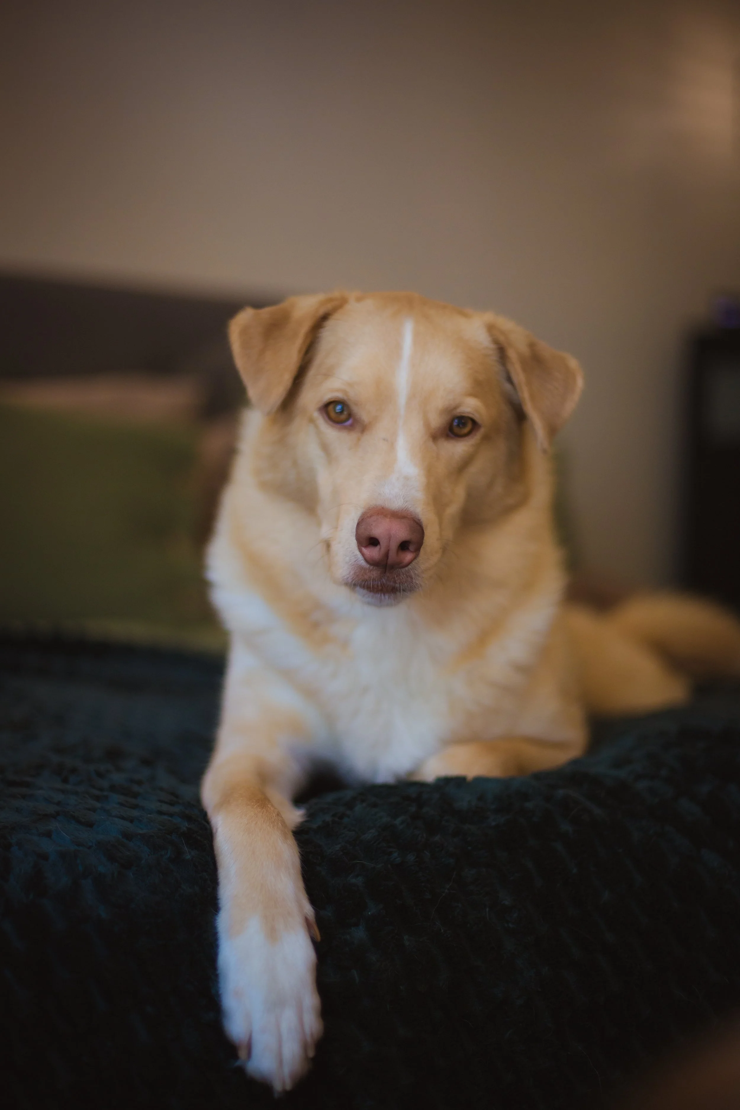 A tan and white dog with a white stripe on its face, lying on a dark blanket in a cozy indoor setting.