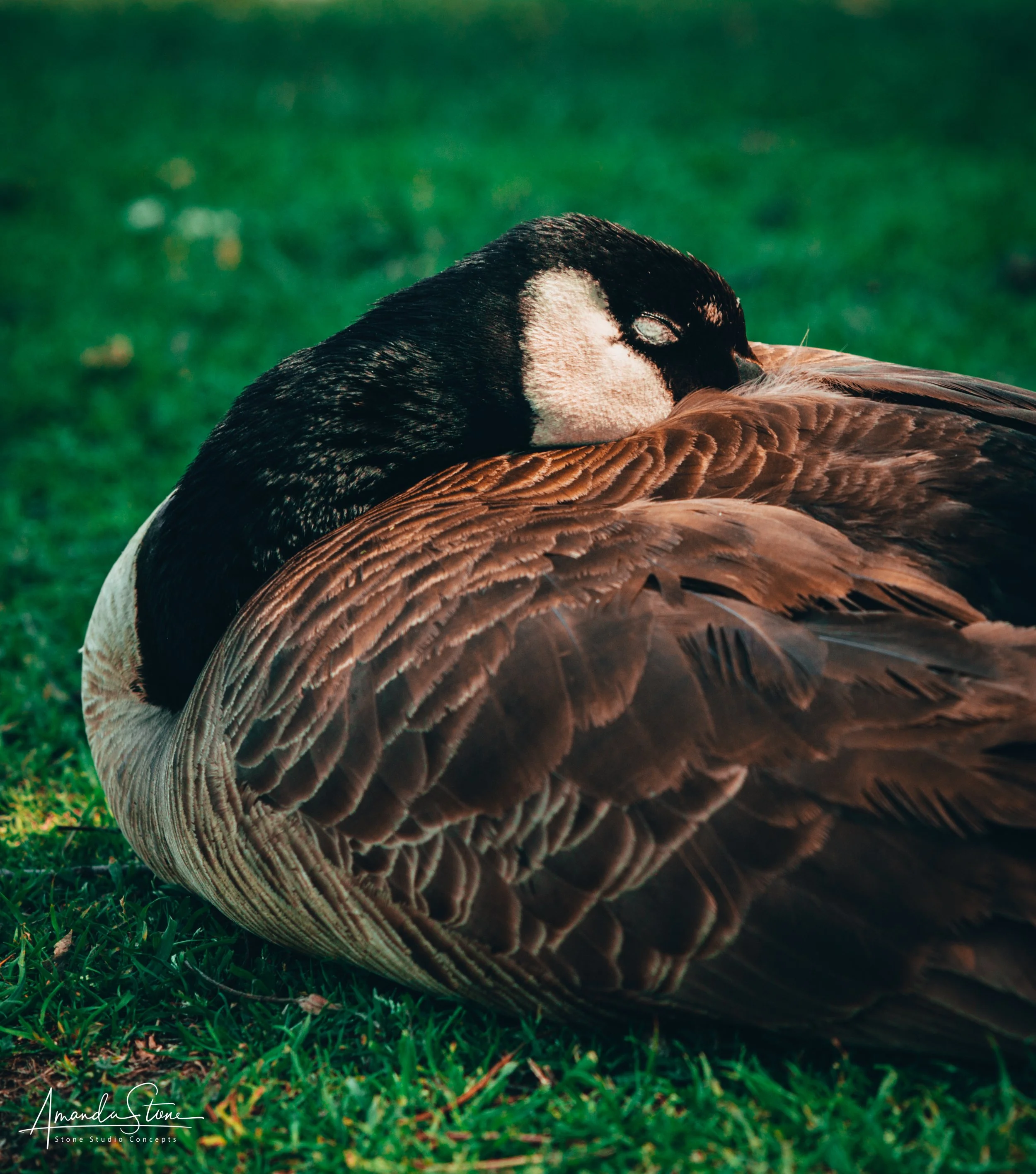 A goose resting on the grass with its head tucked into its feathers.