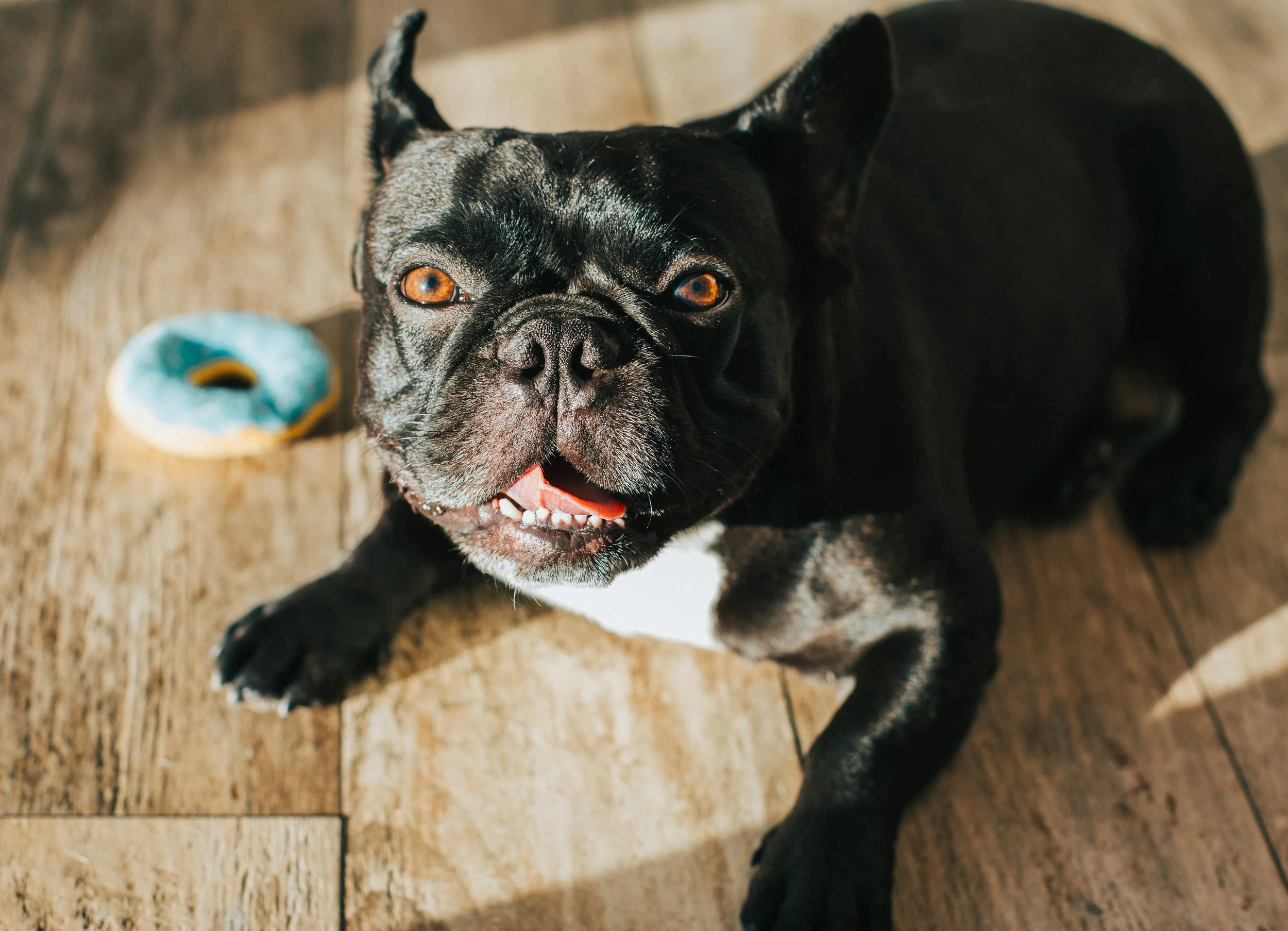 A black French Bulldog lying on a wooden floor with a blue and yellow chew toy nearby, looking up at the camera with an open mouth.