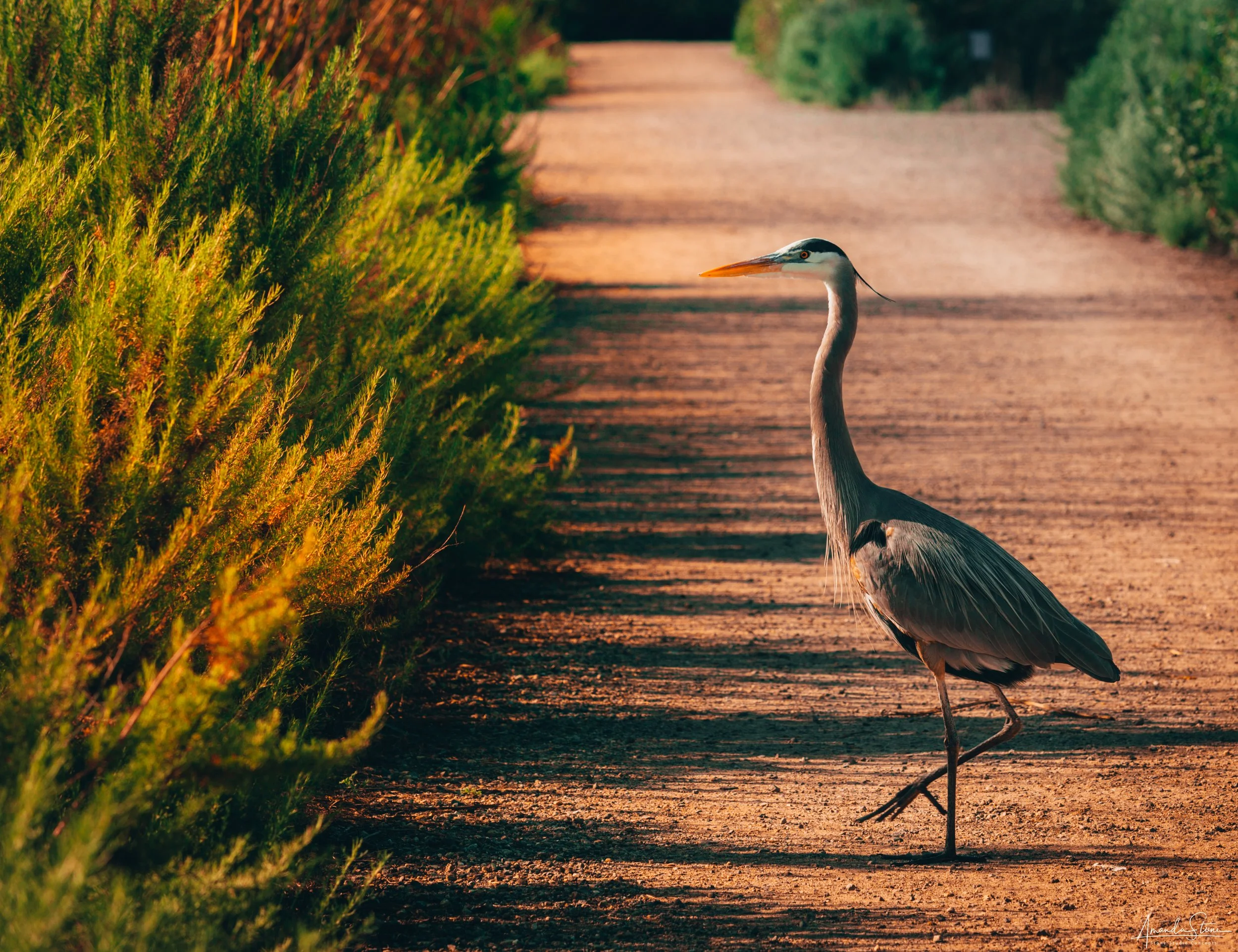A heron standing on one leg on a dirt path surrounded by greenery, with warm sunlight illuminating the scene.