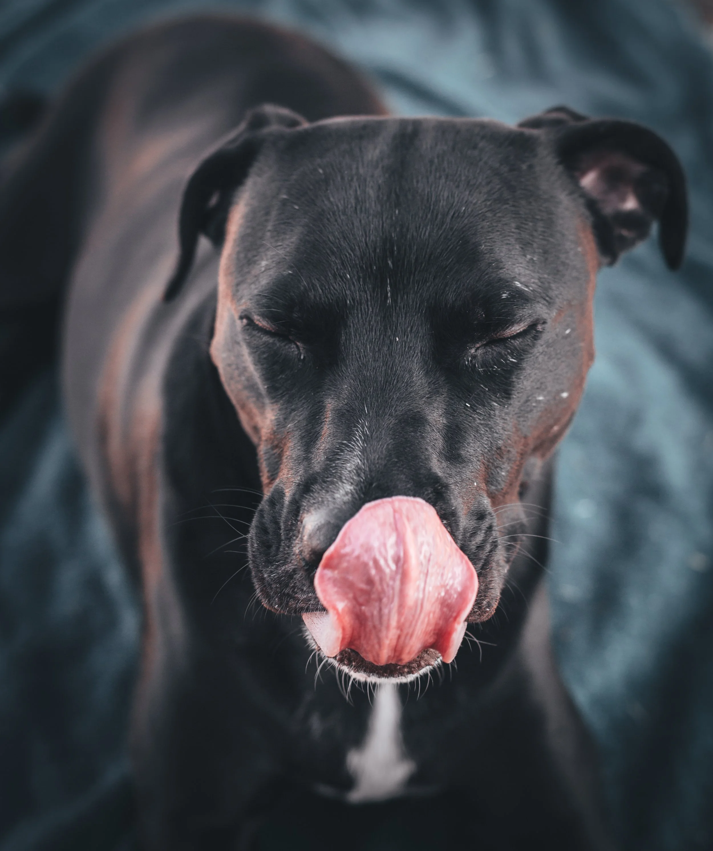 A black and brown dog with closed eyes, licking its nose with a pink tongue, sitting on a blue fabric background.
