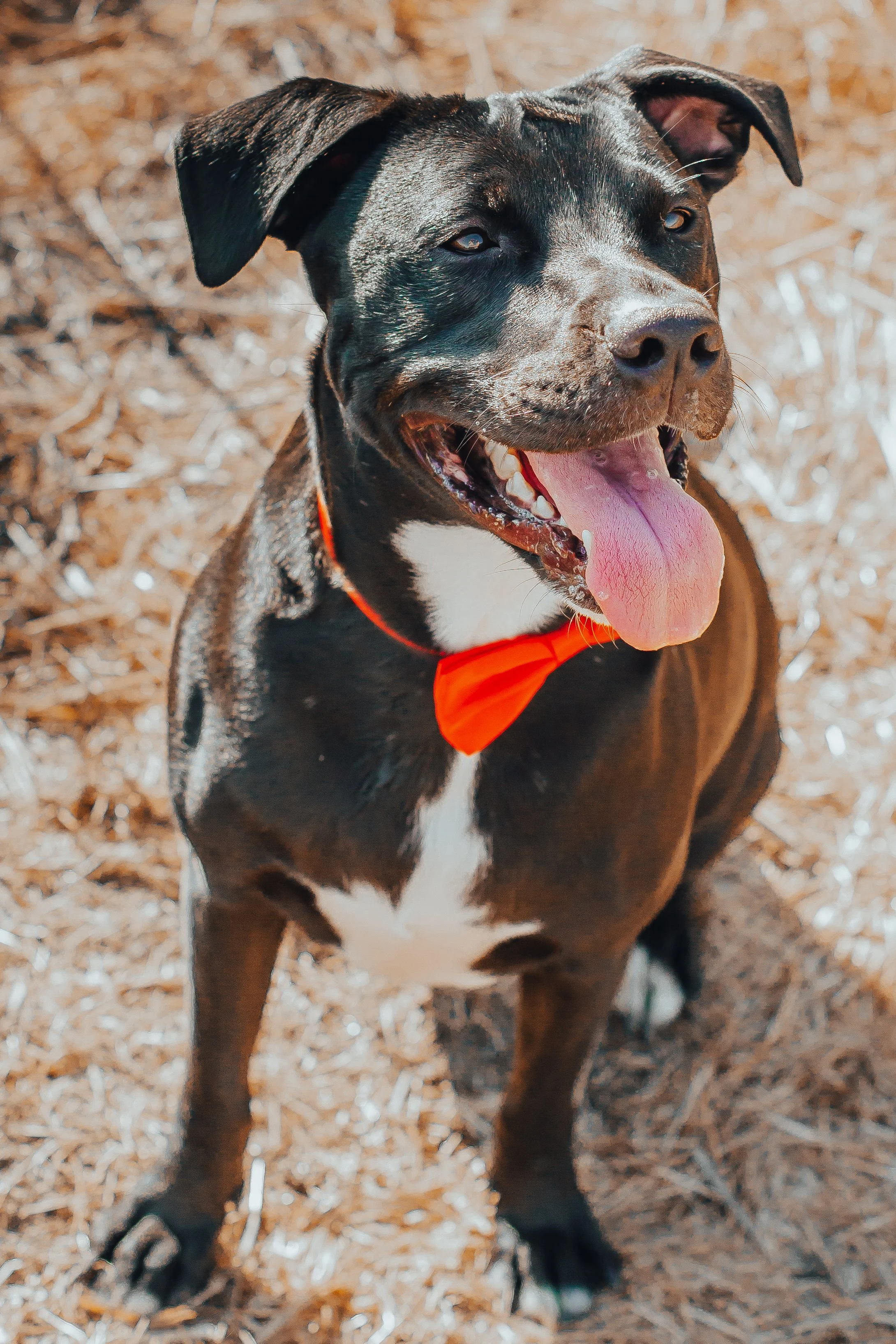 A happy black and white dog with a red bow tie, sitting on a dirt ground with wood chips, sticking out its tongue.