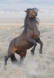 WildStallion-2