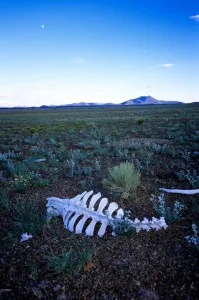skeleton in the desert