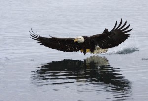 Eagle Hunting