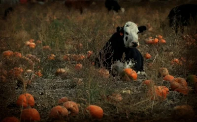 cows and pumpkins.jpg
