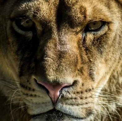 Rewilding Female Culture 
