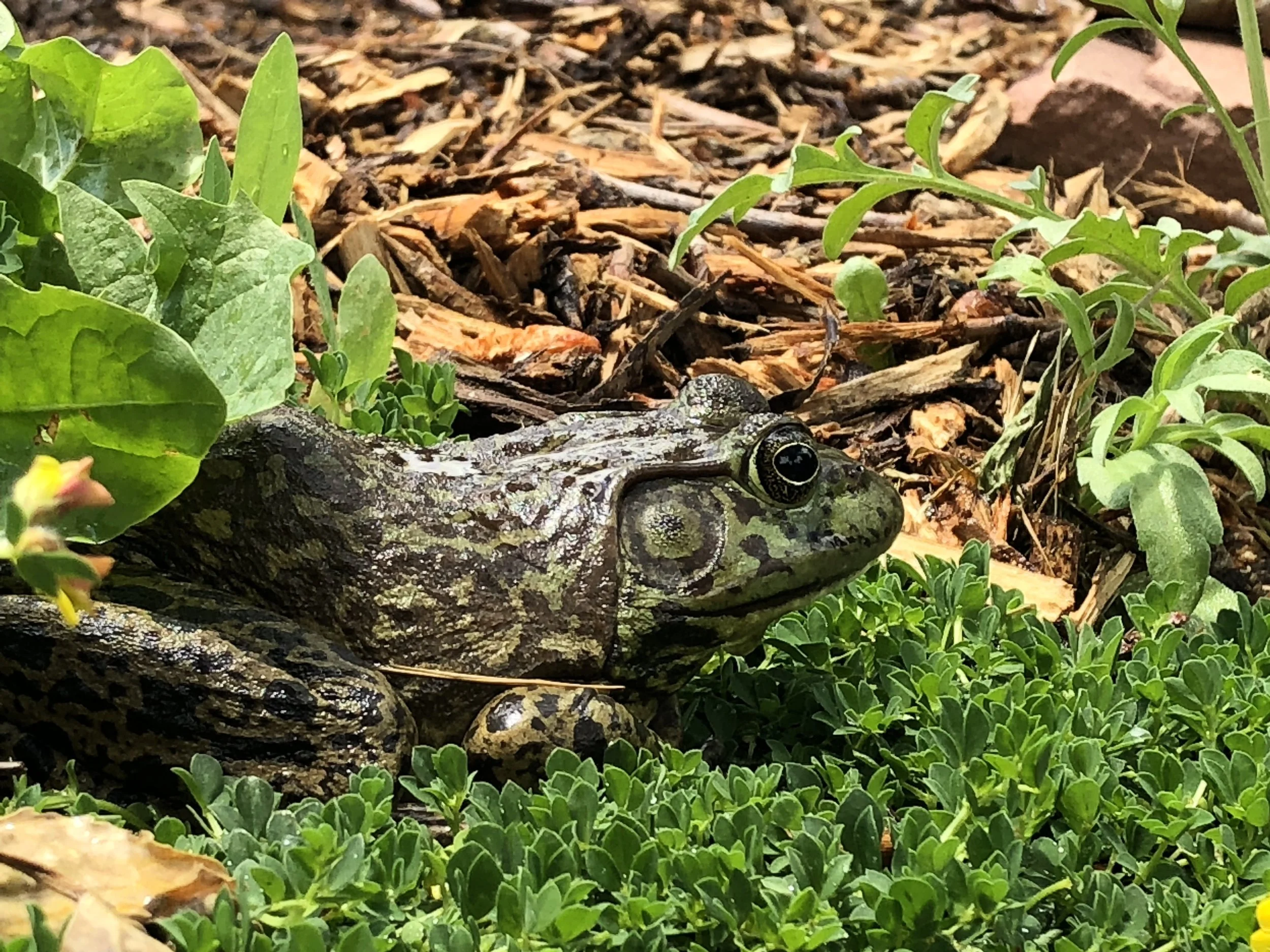 Bullfrog2019.jpg