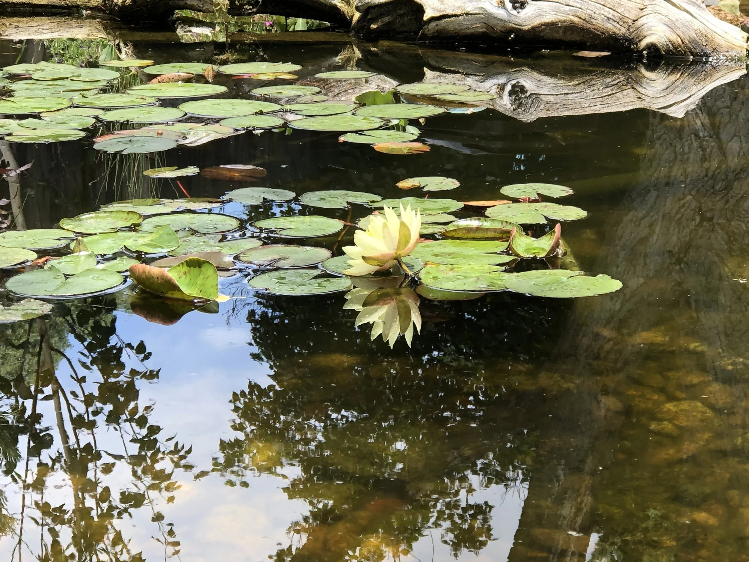 Pond2019_1.jpg