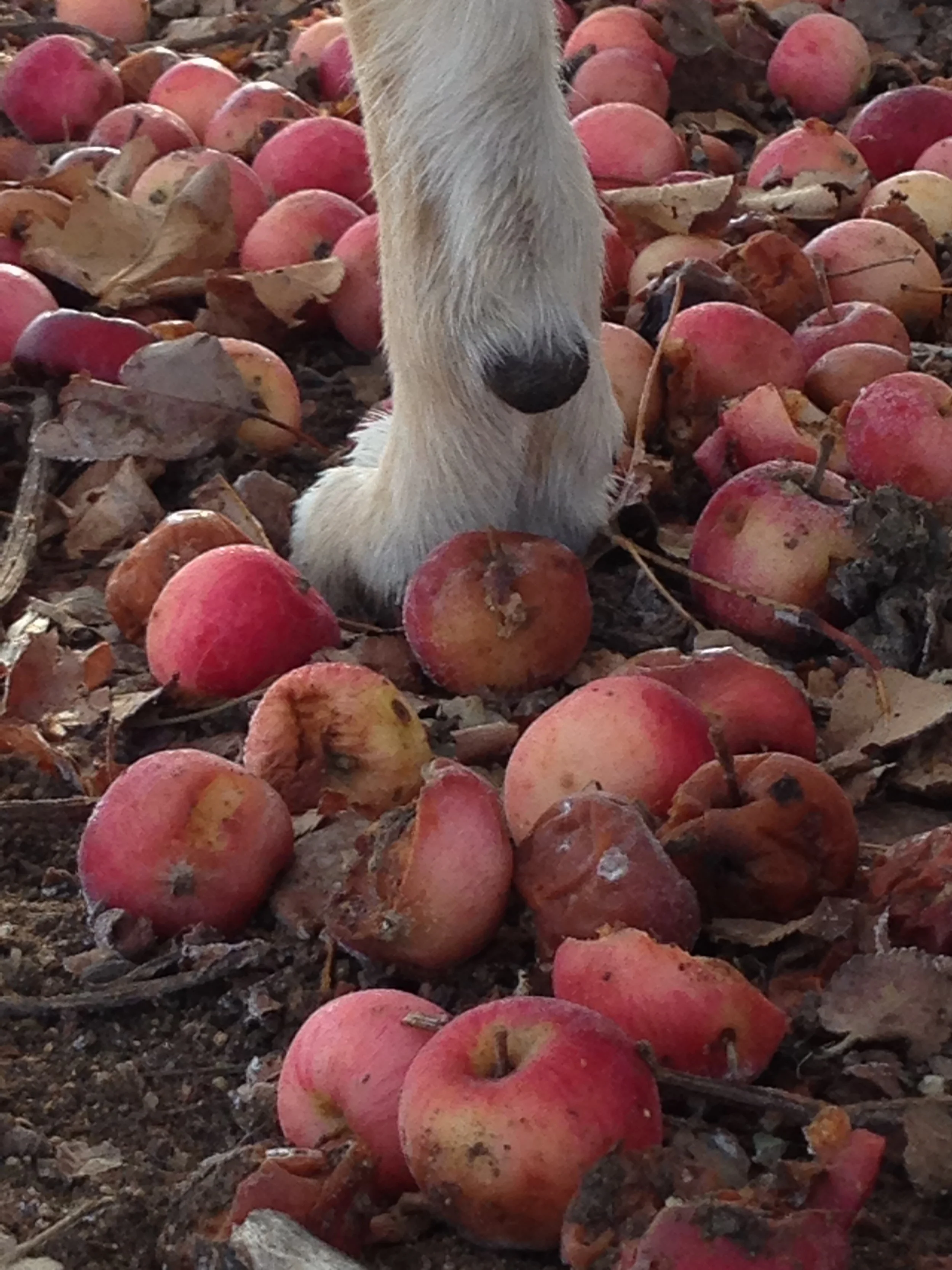 Coda’s Coda: A Eulogy