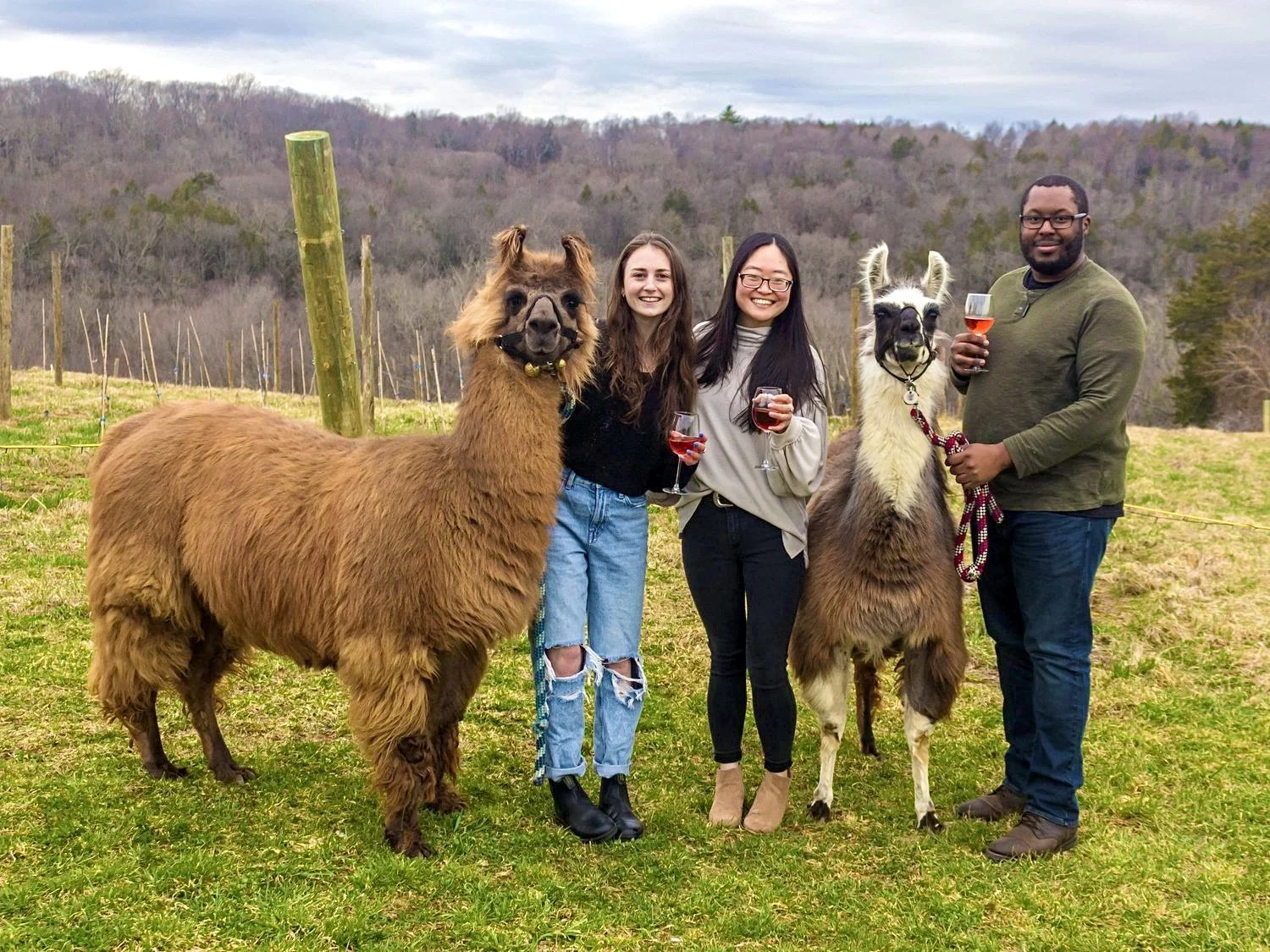 Llama Time and Wine at Aquila’s Nest Vineyards