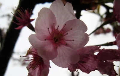 cherry 2.jpg