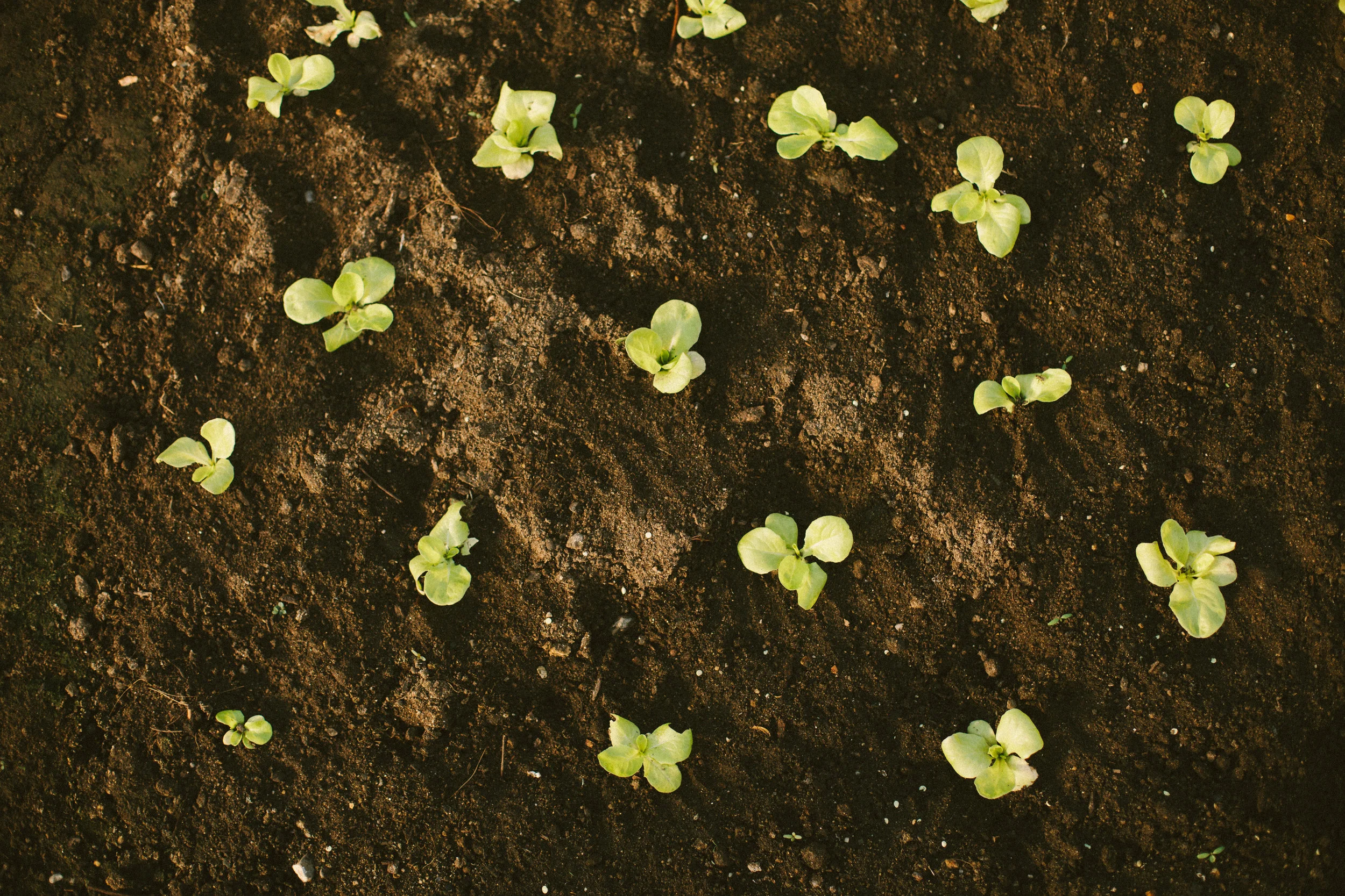 C-Kodak Porta 400++ seeds-8.jpeg