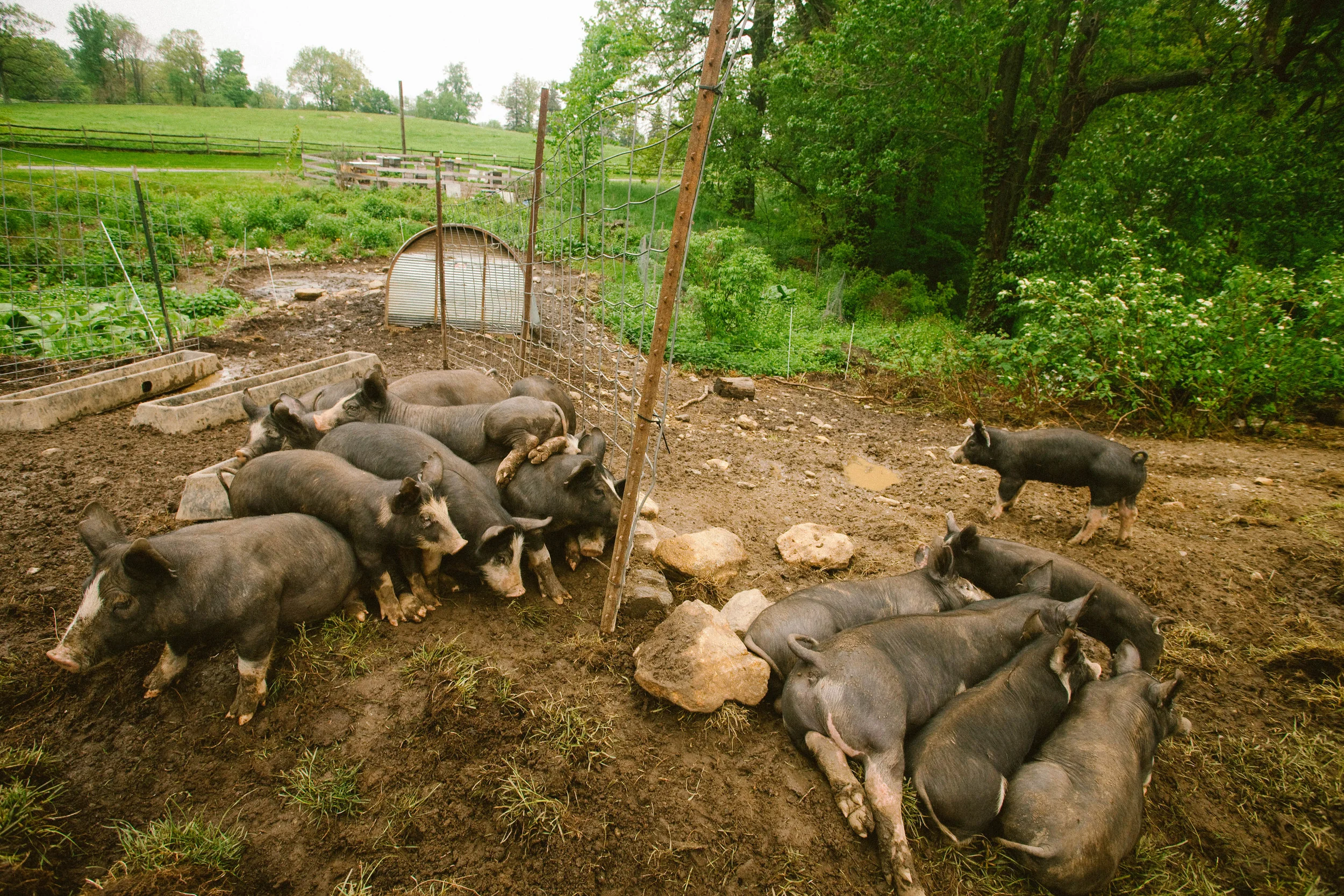 C-Kodak Porta 400++ pigs.jpeg