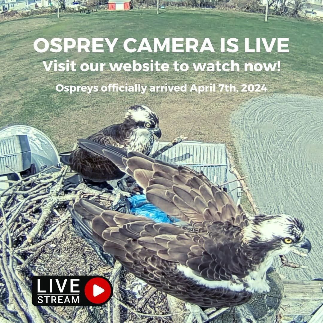 The ospreys are back! We&rsquo;re so excited to have the neighborhood ospreys back settling in their nest. To learn more and stream live at any time - click the link in our bio.

They were first spotted on April 7th, 2024. Their nest is located at Cl