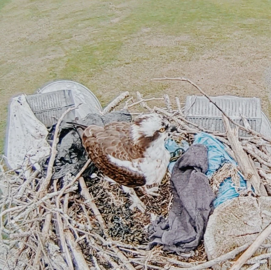 Protecting Osprey and Wildlife: A Call to Action