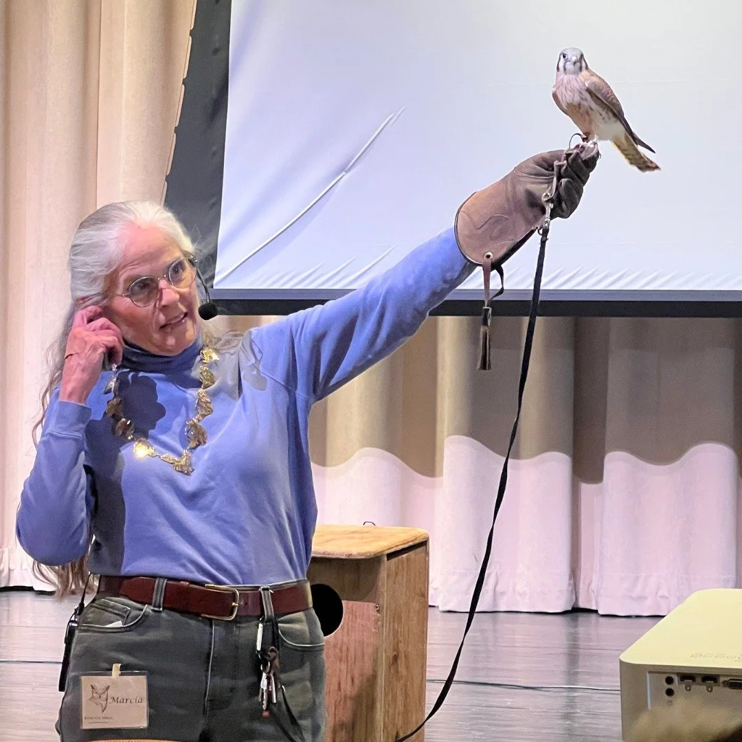 We had the amazing opportunity to bring a few of our families to the @westportlandconservationtrust&rsquo;s Annual Live Owl Show: Eyes on Owls! 🦉✨

It was incredible to see the lessons we explore at our Warming House come to life right before our ey