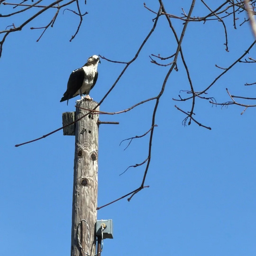 We&rsquo;re excited to share that we have spotted ospreys near the nest in Clegg football field! 🦅

We are currently working to relaunch our osprey live stream so stay tuned! Soon, we'll be able to watch, in real time, the journey of our returning o