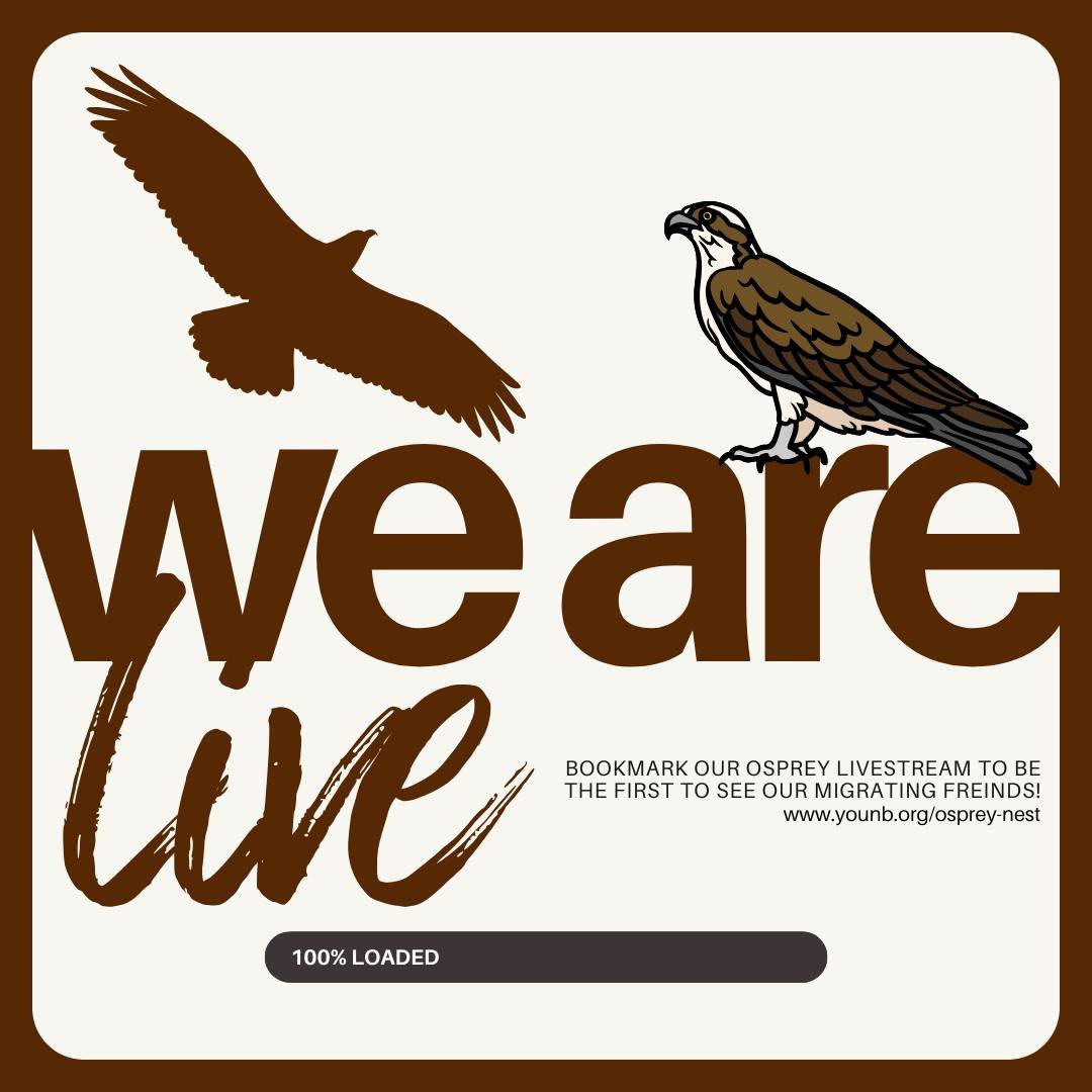 The osprey livestream is live! 🦅

You can now watch the love story of our feathered friends, Ozzy and Kassy, unfold in real time. From nest-building to new beginnings, it&rsquo;s a front-row seat to nature in action.

If you&rsquo;d like to tune in 