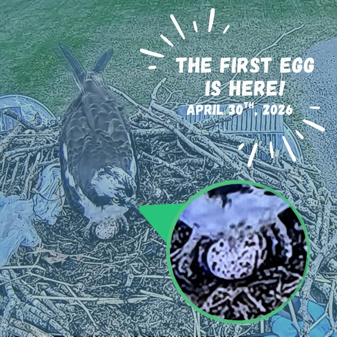 🐣 Life is springing in the osprey nest! 🐣

We&rsquo;re thrilled to share that Kassy and Ozzy have laid their first egg of the season! 🪺 With more possibly on the way, now&rsquo;s the perfect time to tune in and follow along. We know our participan