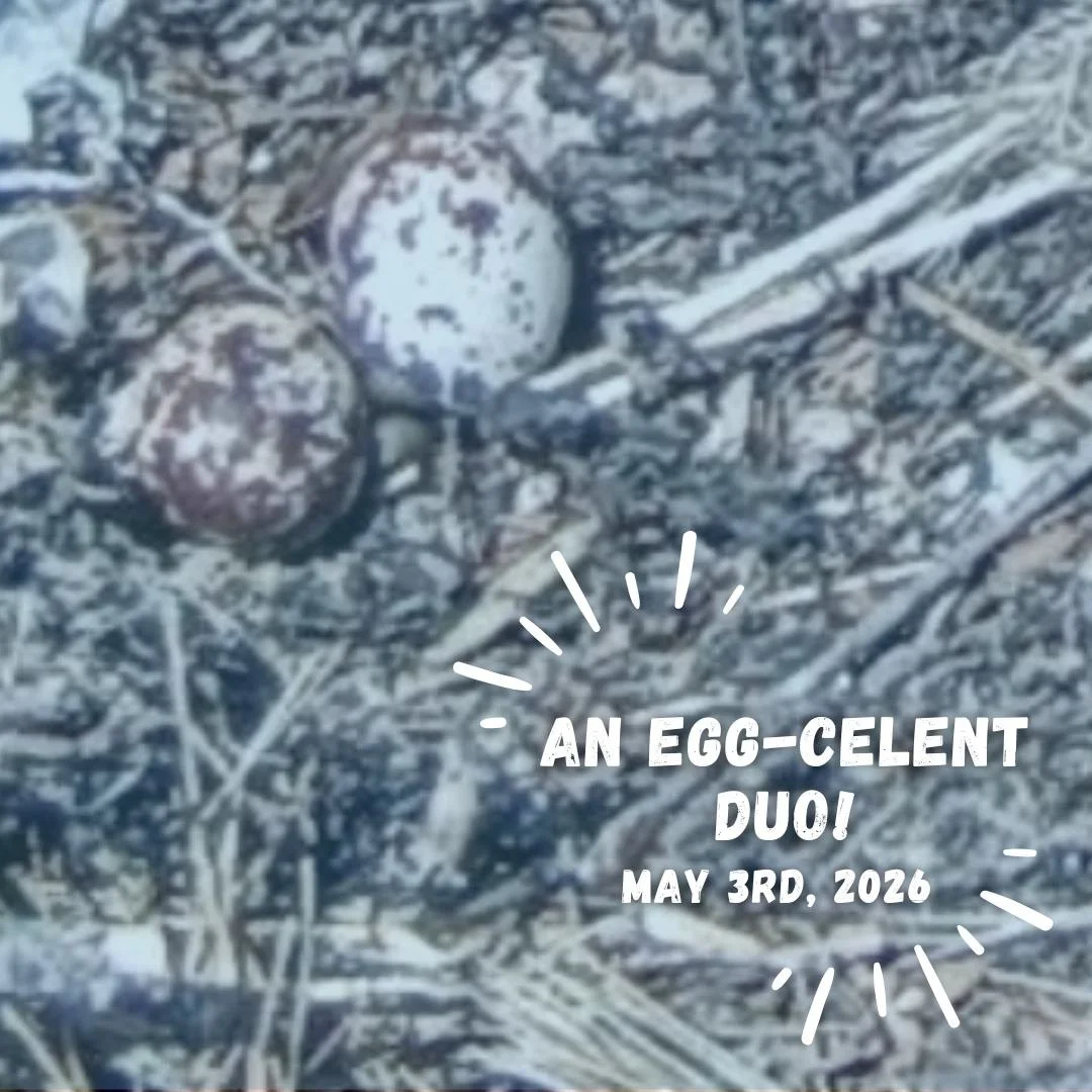 We&rsquo;ve got an exciting update from the osprey nest! ✨

Over the weekend, Kassy laid a second egg&mdash;growing their budding family. 🪺
It&rsquo;s incredible to watch life unfold in real time. Follow along and see what&rsquo;s in store for Kassy