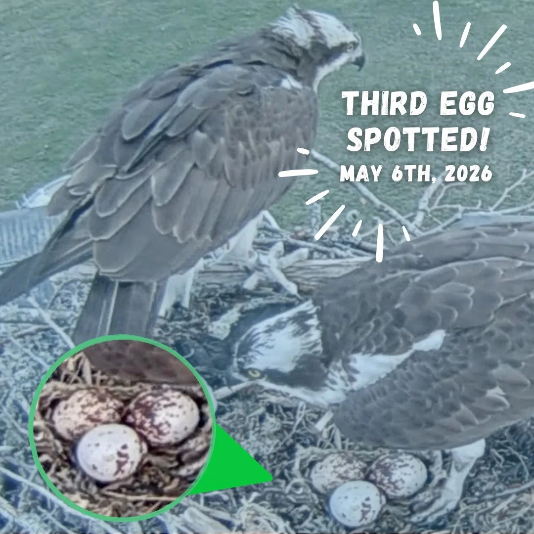 Kassy has been hard at work growing her family &mdash; this week she added another egg to the nest! 🪺✨

We&rsquo;re still early in the journey with Ozzy and Kassy&rsquo;s clutch, and as always with wildlife, every season unfolds a little differently