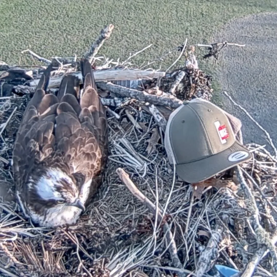 🦅 Ozzy has become known for bringing all kinds of &ldquo;treasures&rdquo; back to the nest but this time, he took things to a whole new level. He arrived carrying a baseball cap  and carefully placed it right on the edge of the nest, almost like he 