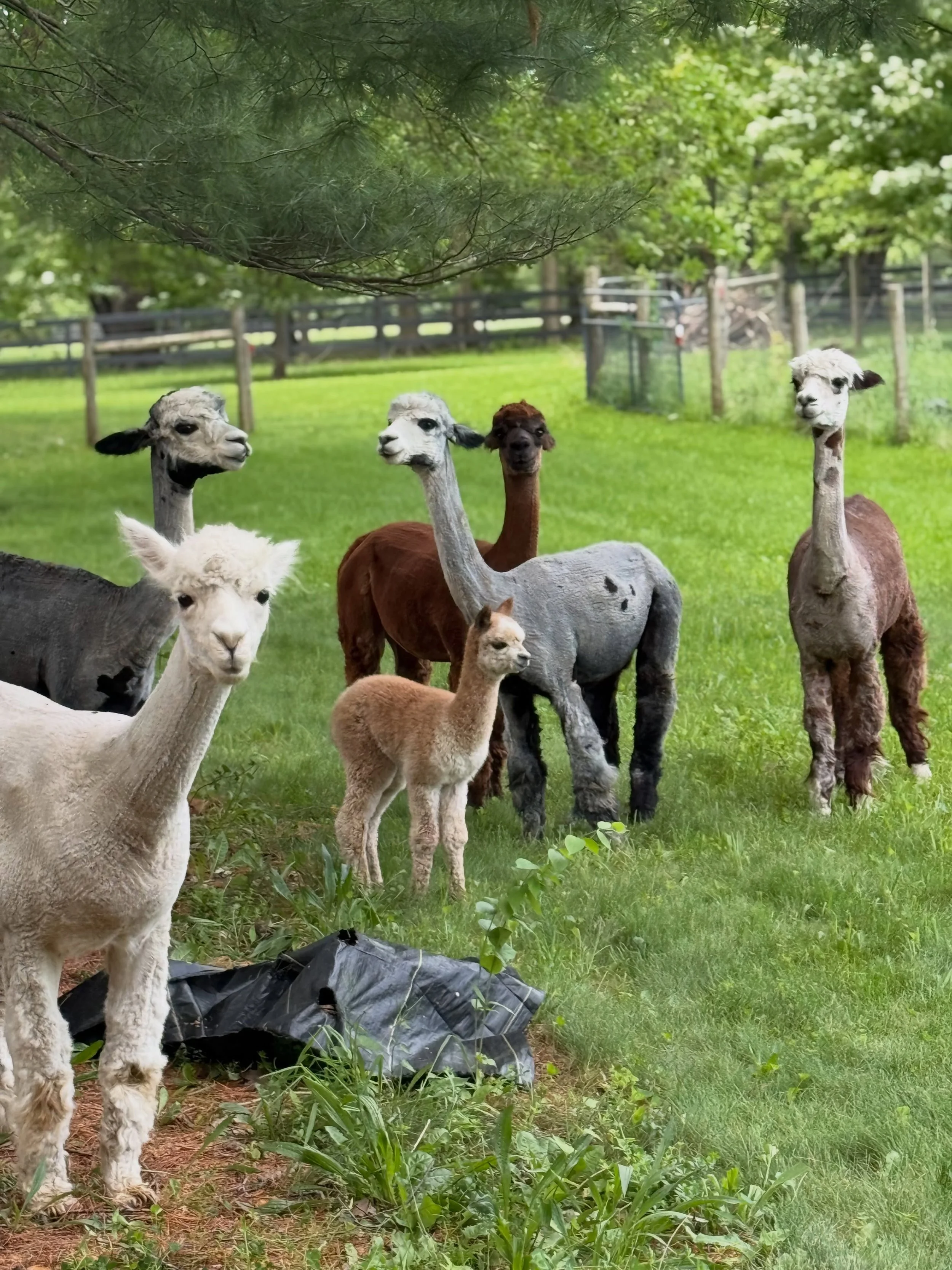 Sometimes in the hustle and bustle of our days, we are stopped in our tracks by the cutest surprise!

Say hello to the sweetest alpacas outside our client&rsquo;s home. I mean&hellip;come on.

Happiest of Fridays, friends!!