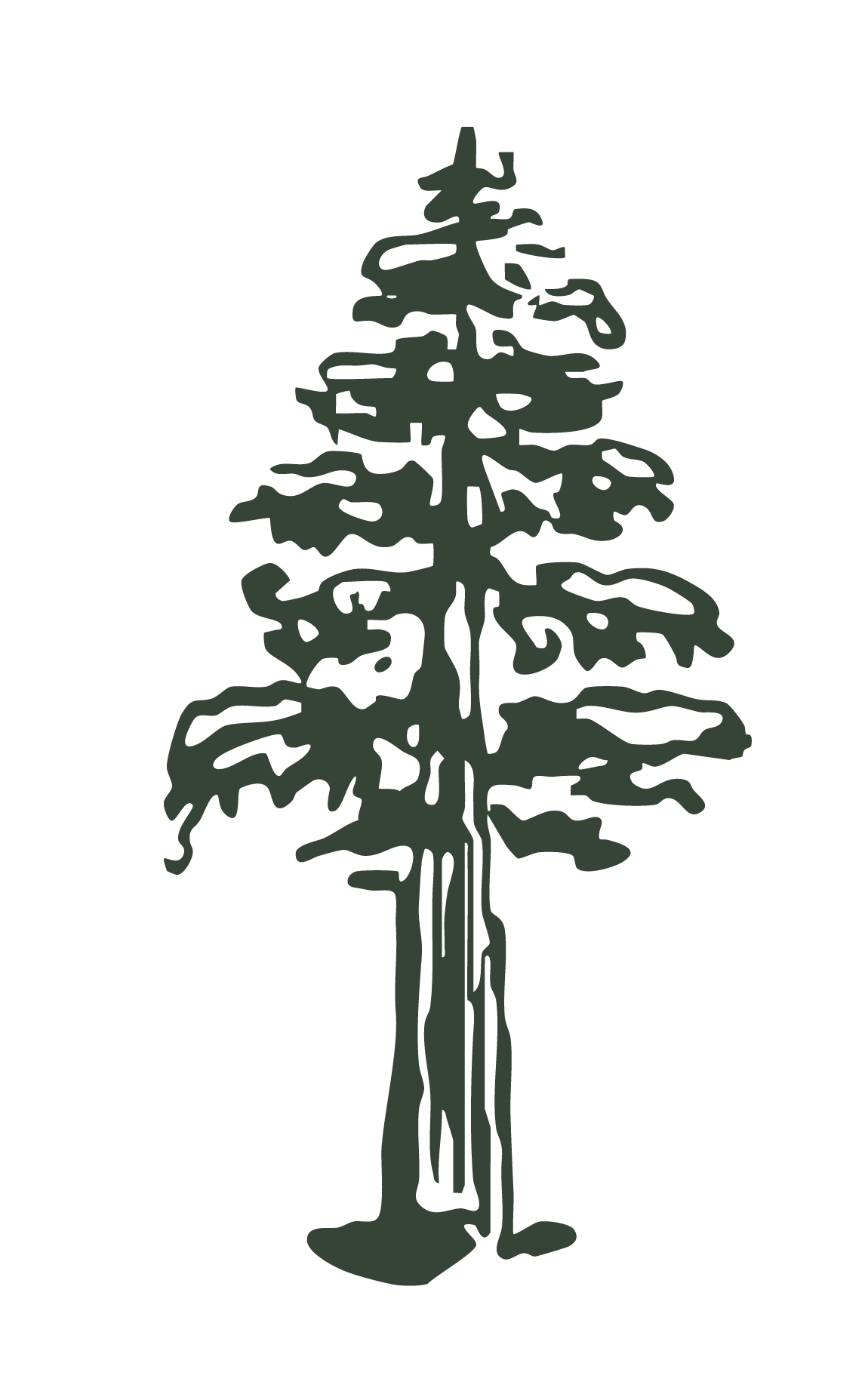 A stylized illustration of a pine tree with green branches and trunk on a black background.