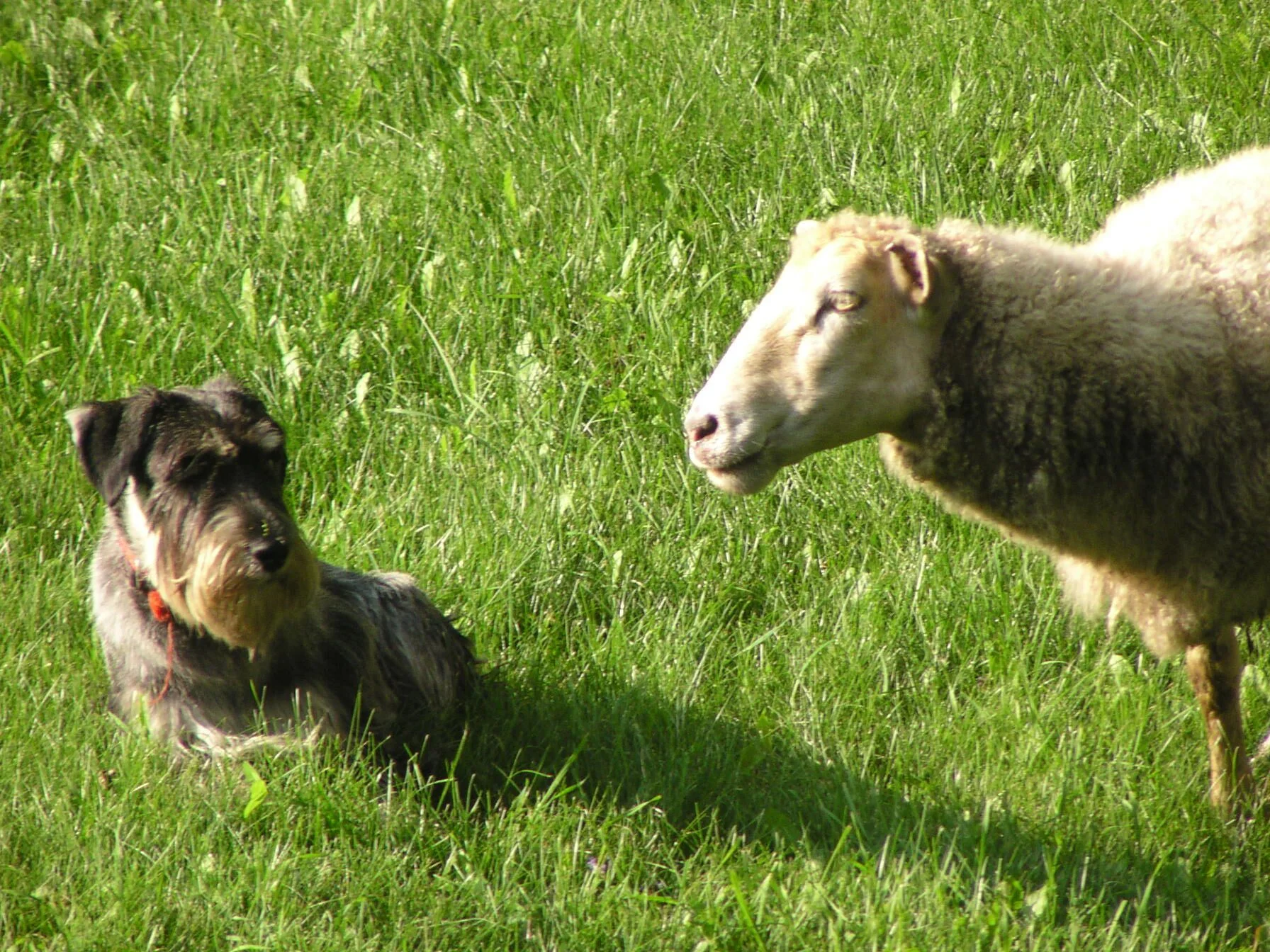 jazmin and sheep.jpg