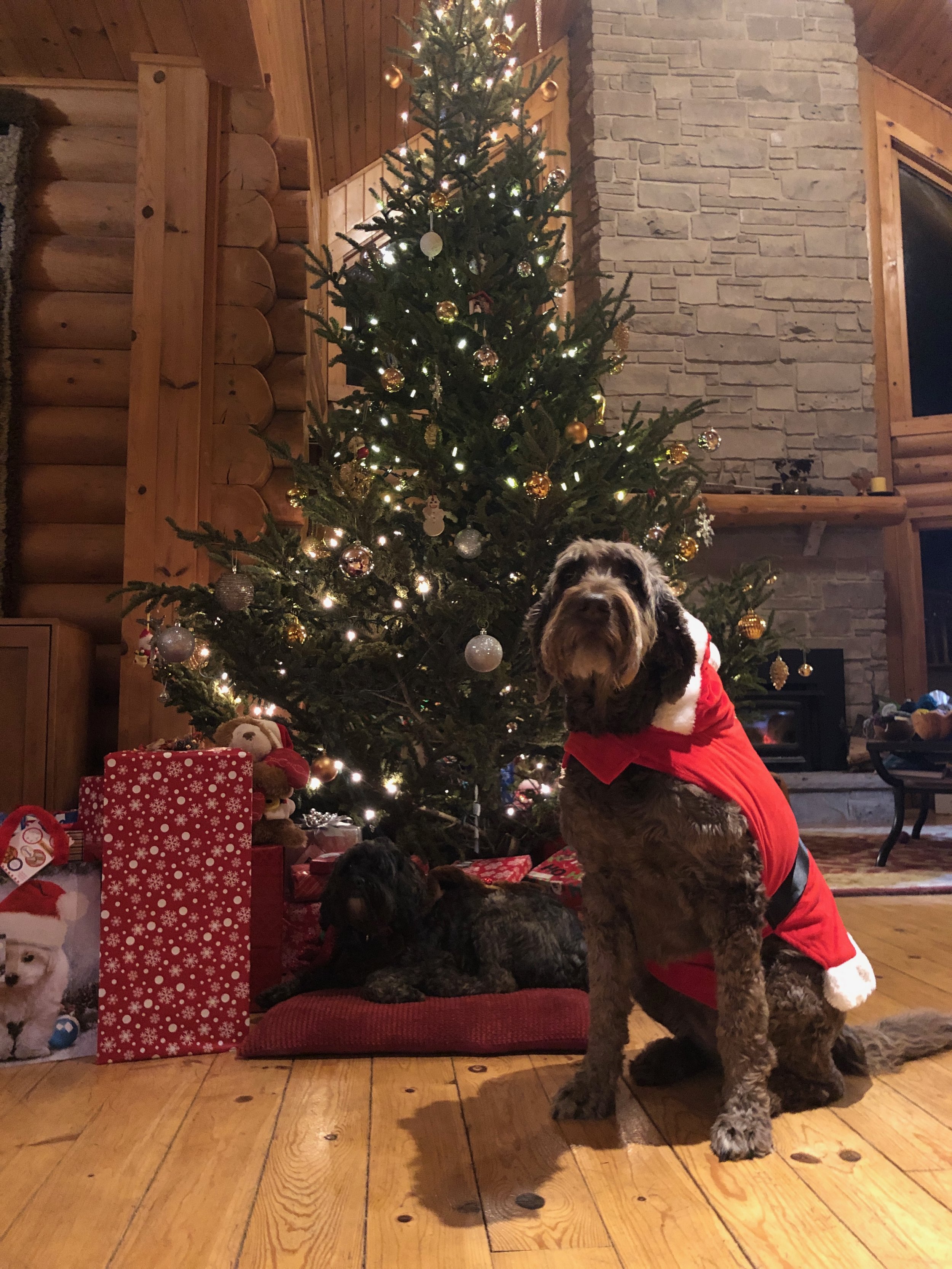 Koigu Christmas Cookies