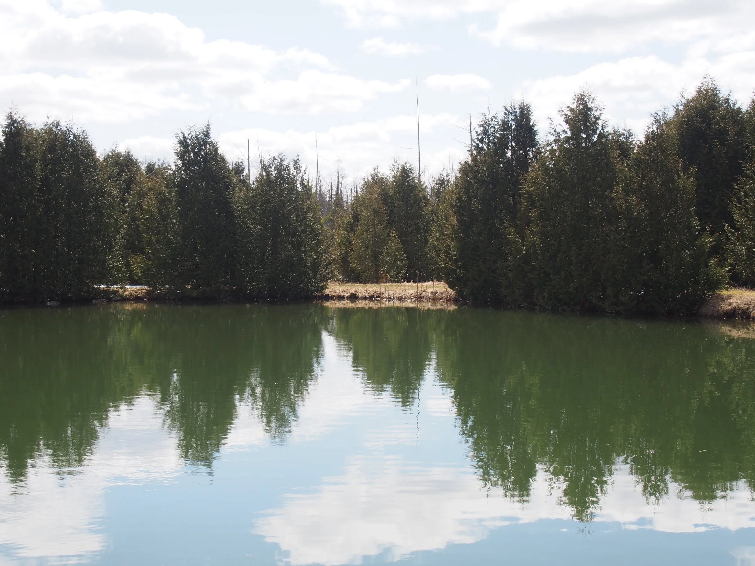 The Pond - Koigu Collector Colour