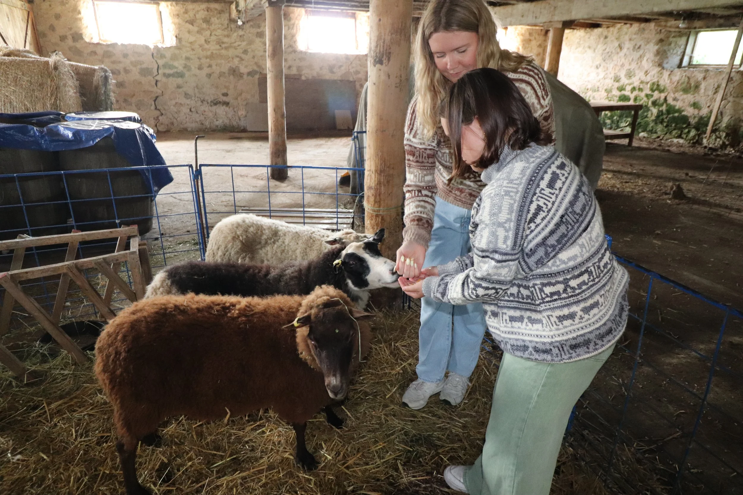 both sheep with sheep 5.JPG