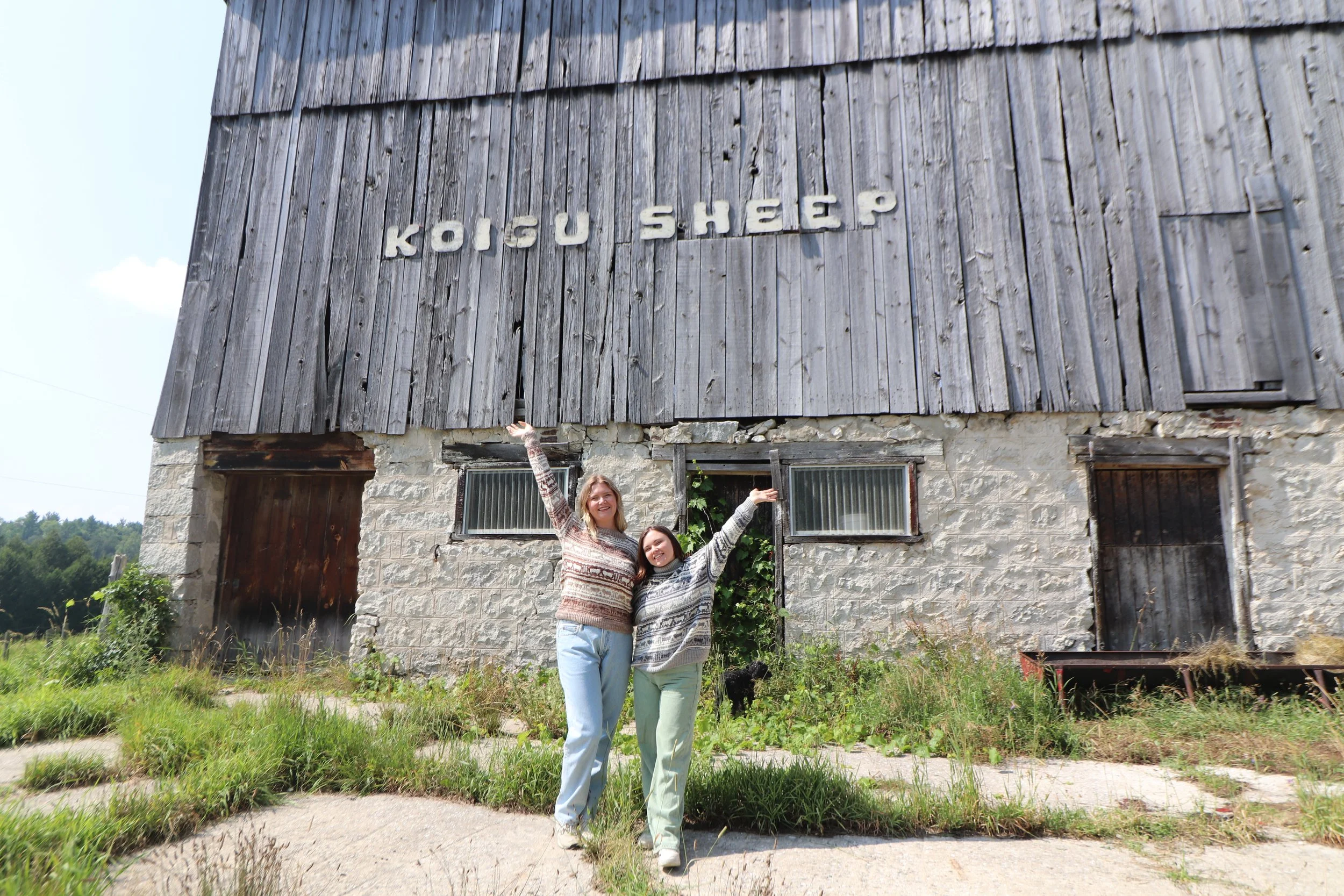 sheep sweaters koigu sheep happy 3.JPG