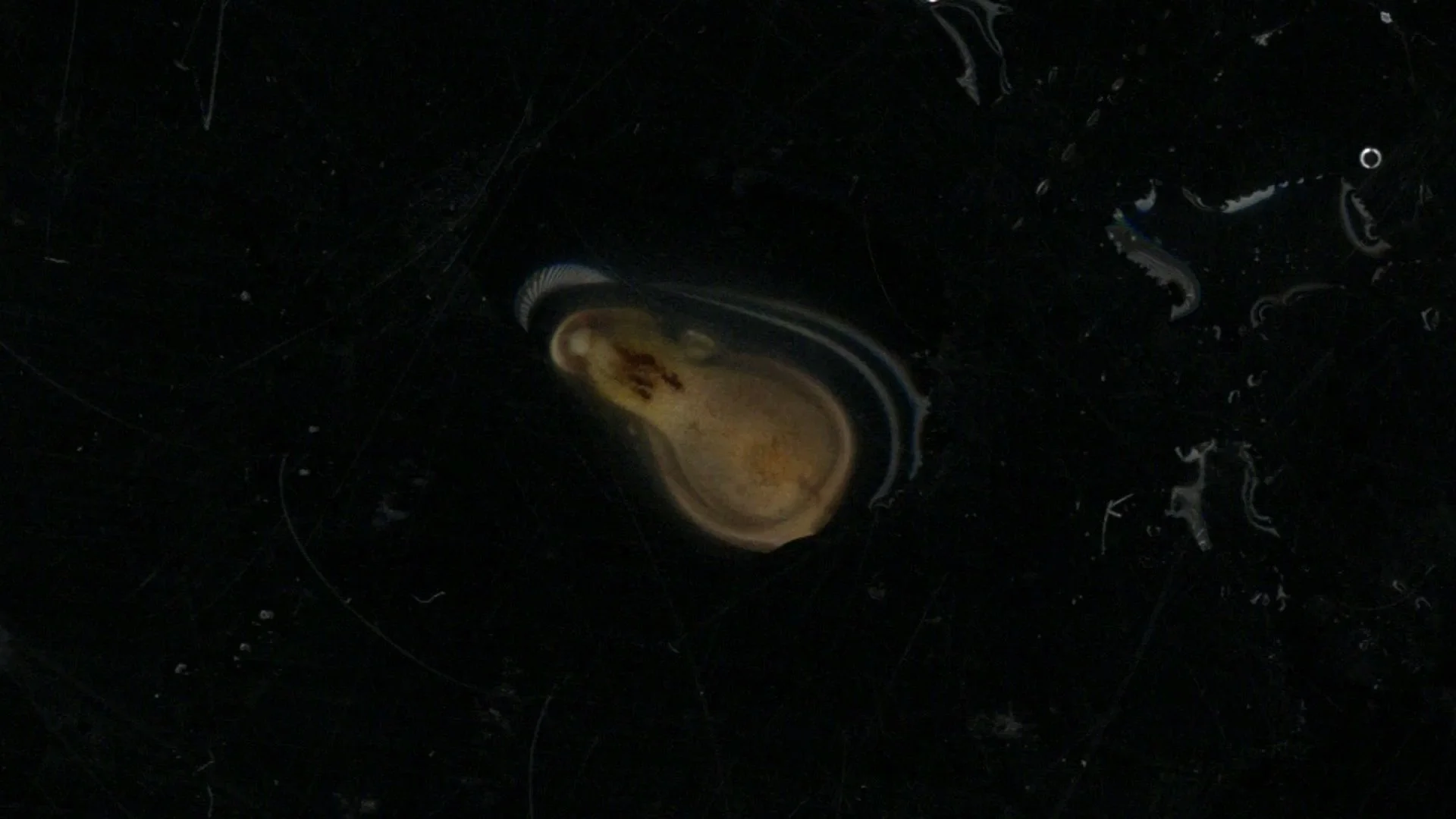 dedoCiego-sisomo25-armandoAlcala-0 (0-00-00-24).jpg