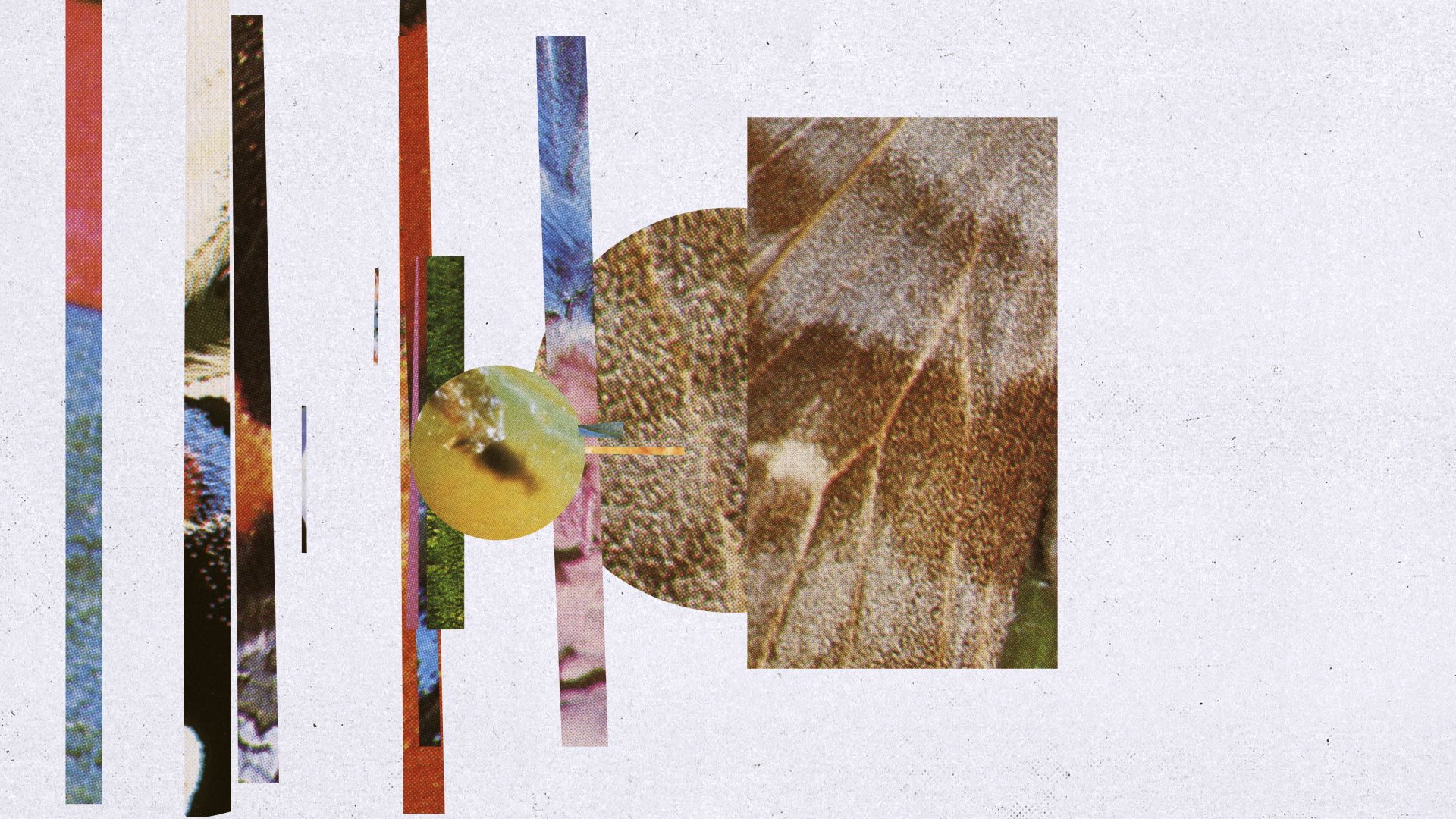 OASIS_WFL_Mster_Dedo_00274.jpg