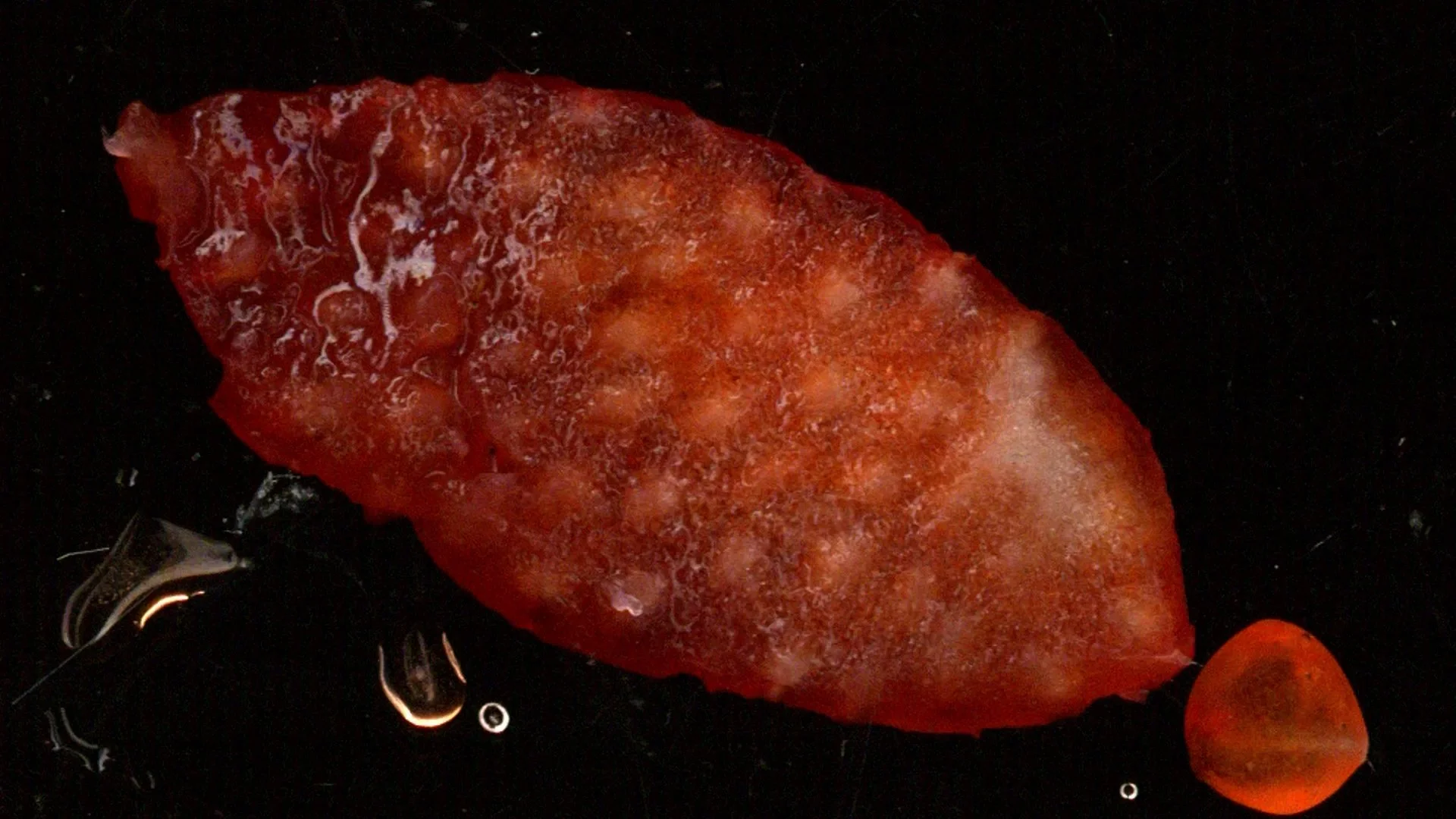 dedoCiego-sisomo25-armandoAlcala-0 (0-00-08-05).jpg