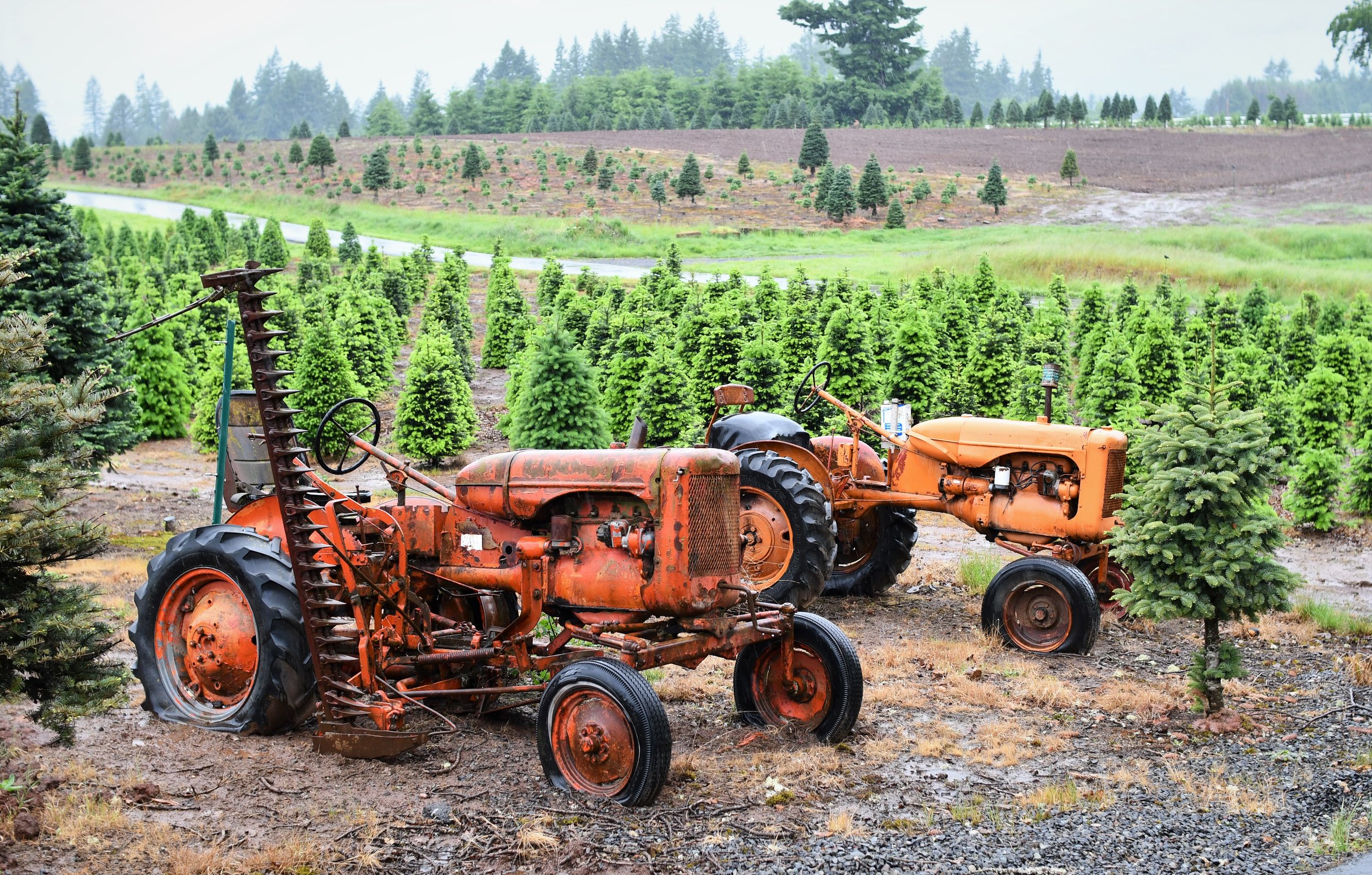 Redland Family Farm — Oregon Christmas Tree Growers Association
