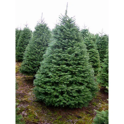 Noble-Fir-Pictures.webp