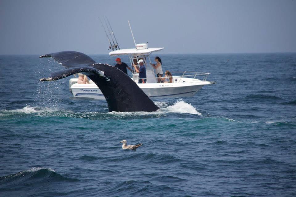  Whale watches. Shark tours. Fishing charters.   experience cape cod by boat    Book Your Trip  