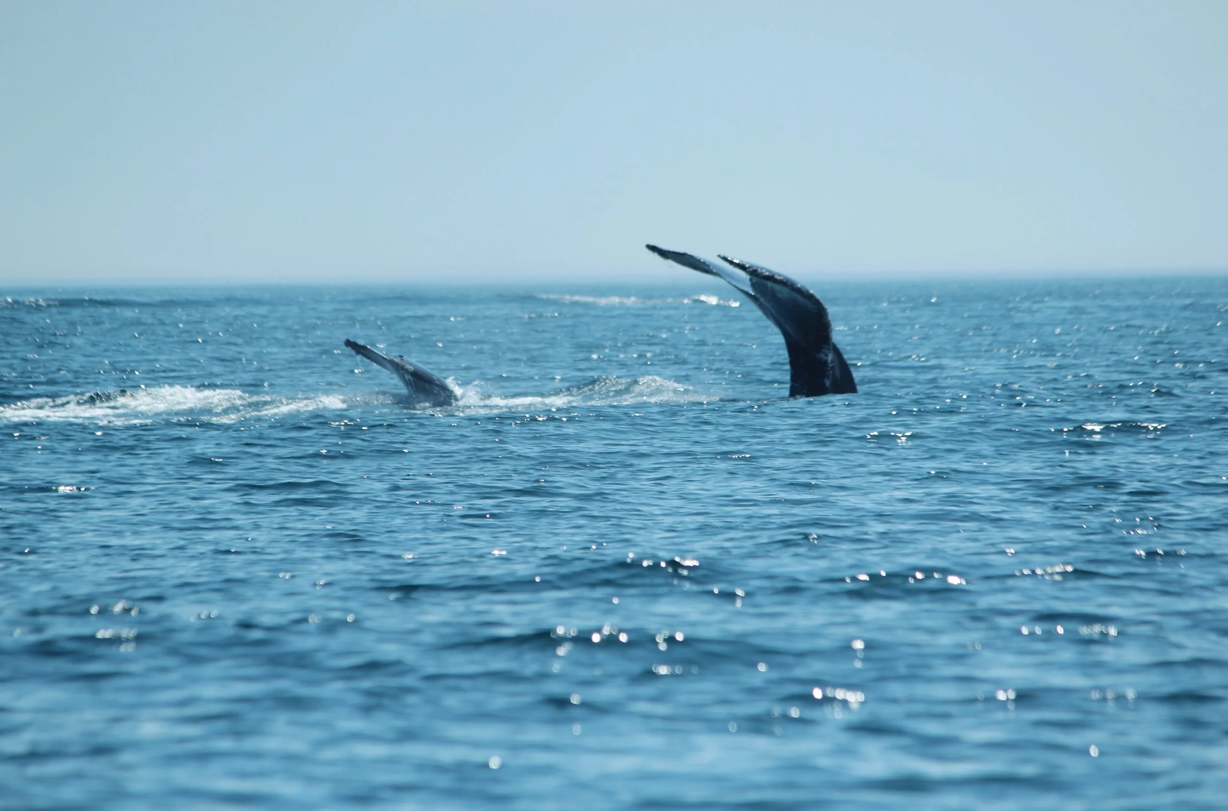  Humpback Whales Private Whale Watch Cape Cod, MA 