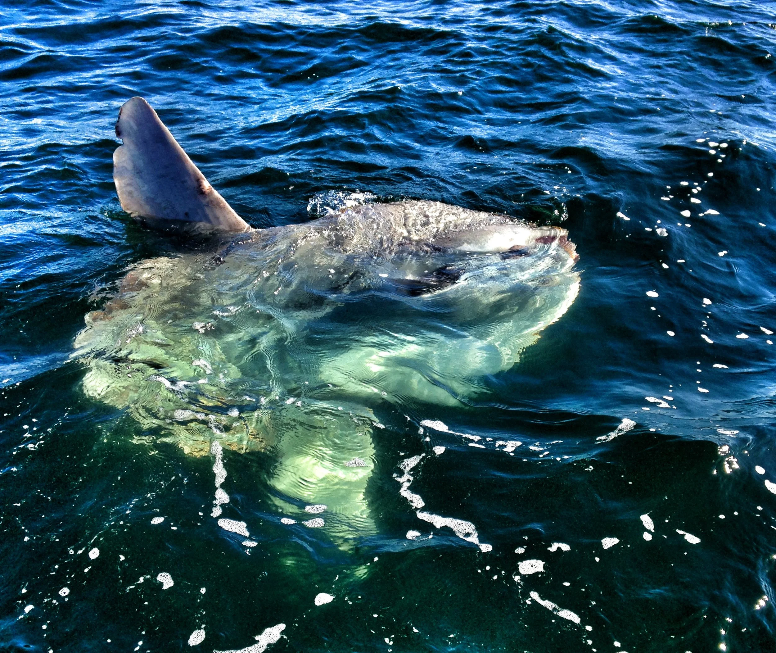  Mola Mola / Ocean Sunfish Chatham, MA Cape Cod 