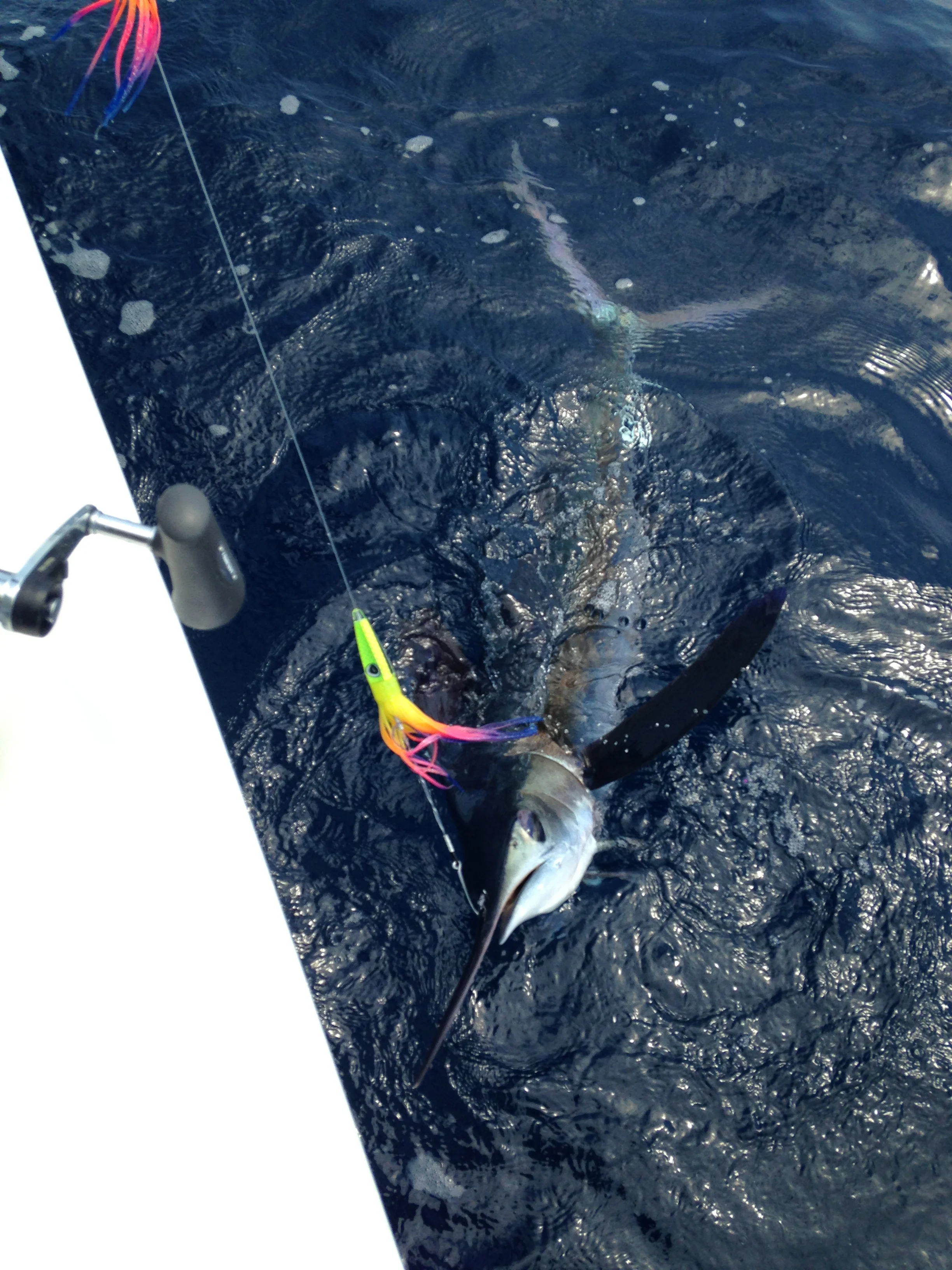  White Marlin Canyons Fishing Charter Cape Cod, MA 