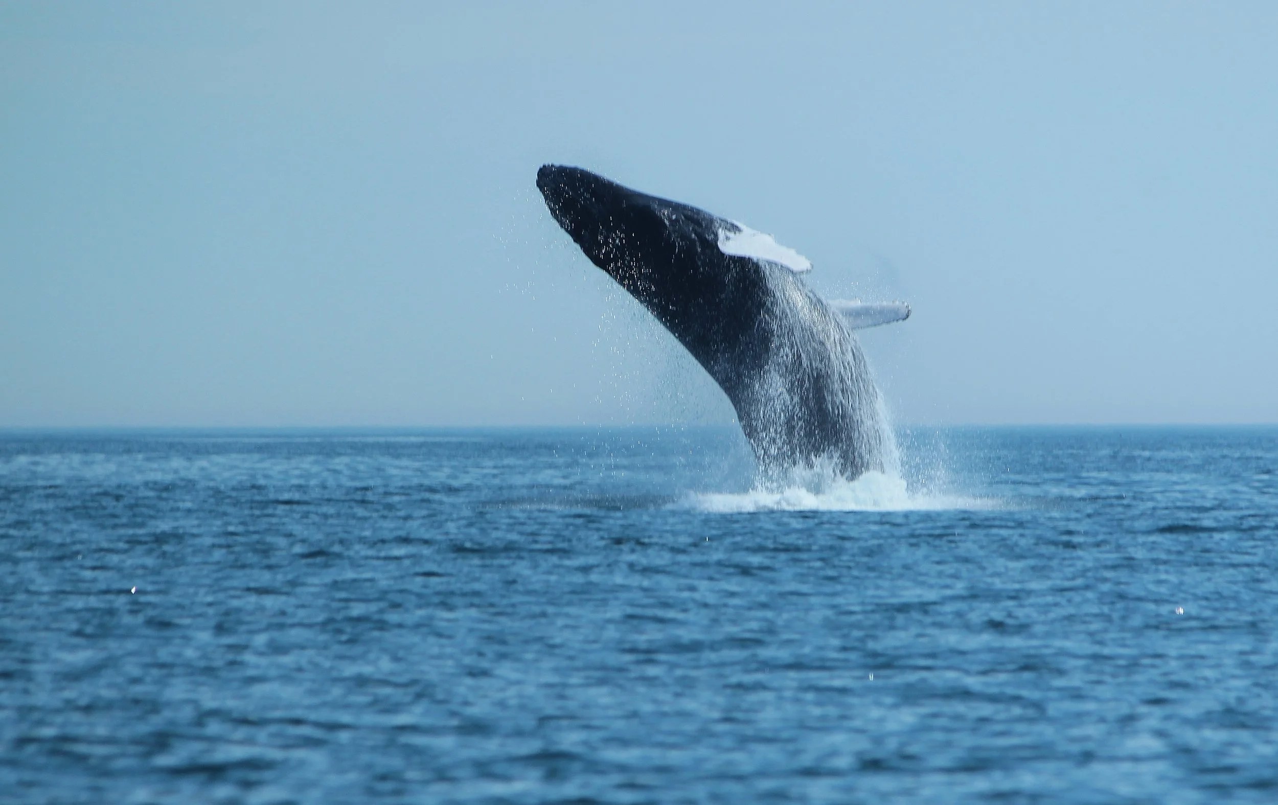 BlueWater Entertainment Group